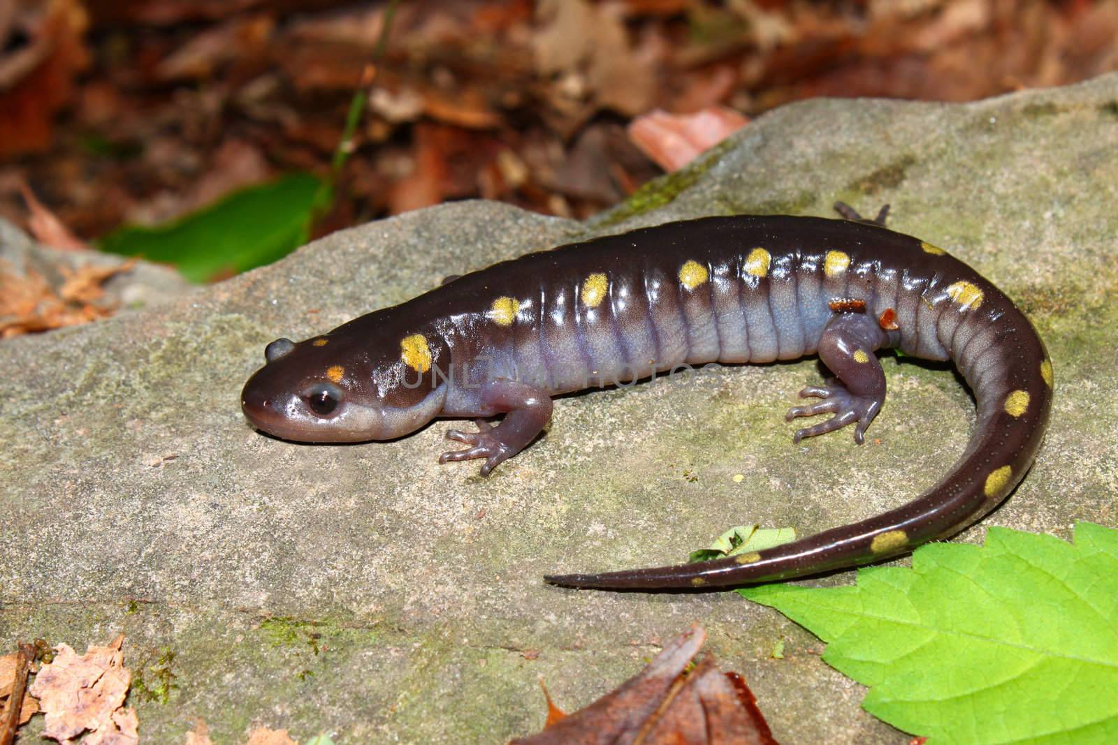 A Spotted Salamander (Ambystoma maculatum) at Monte Sano State Park, Alabama.