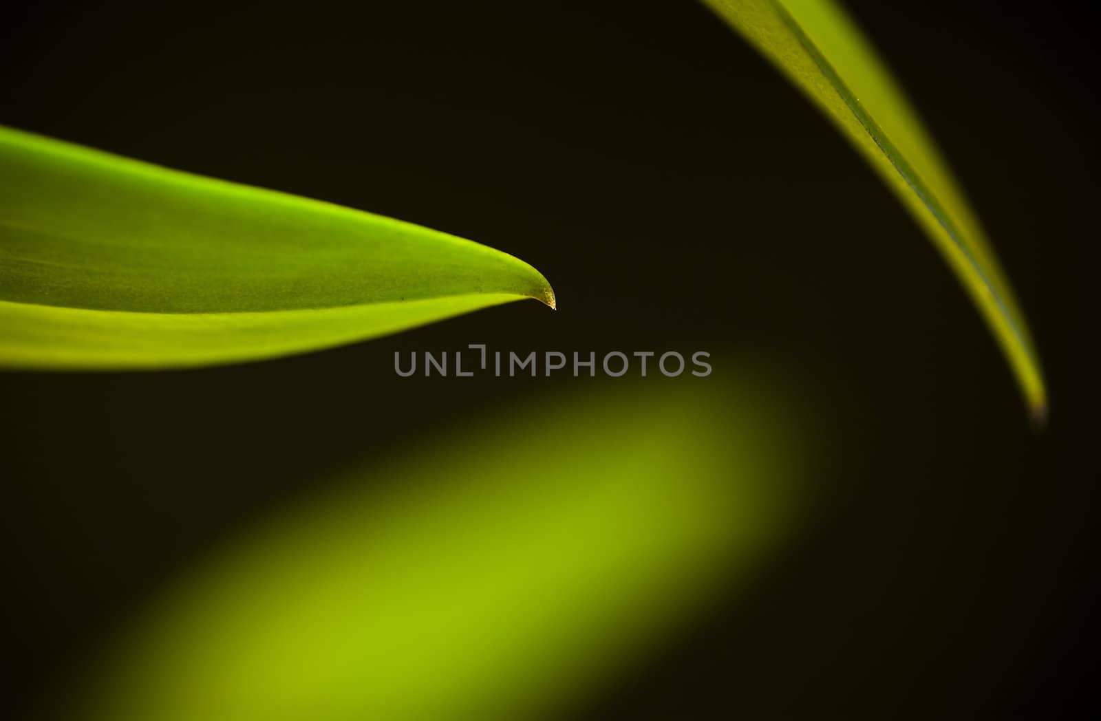  Detail of stalk and leaves of a tropical orchid 