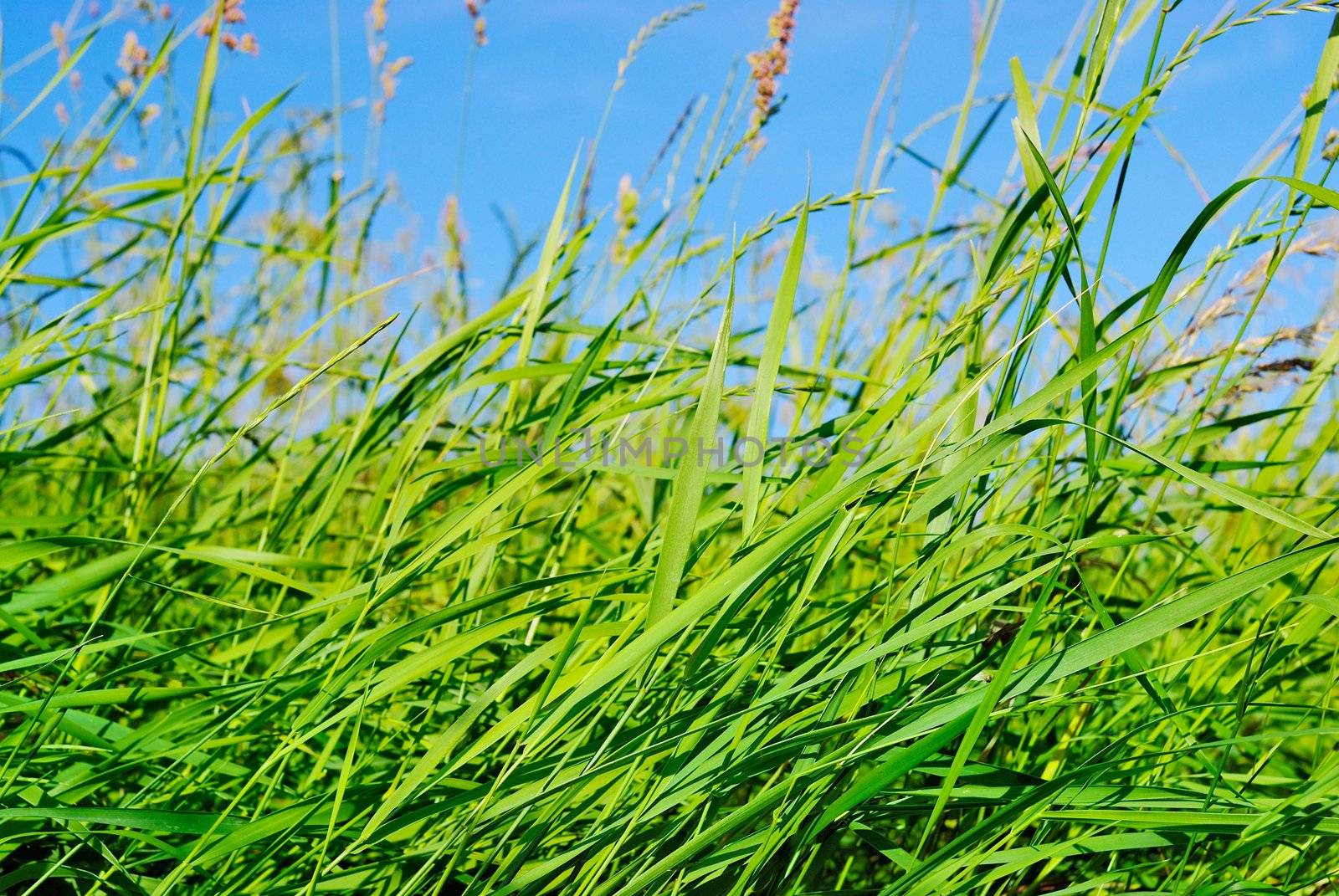 The wind moves a green grass in the summer at midday