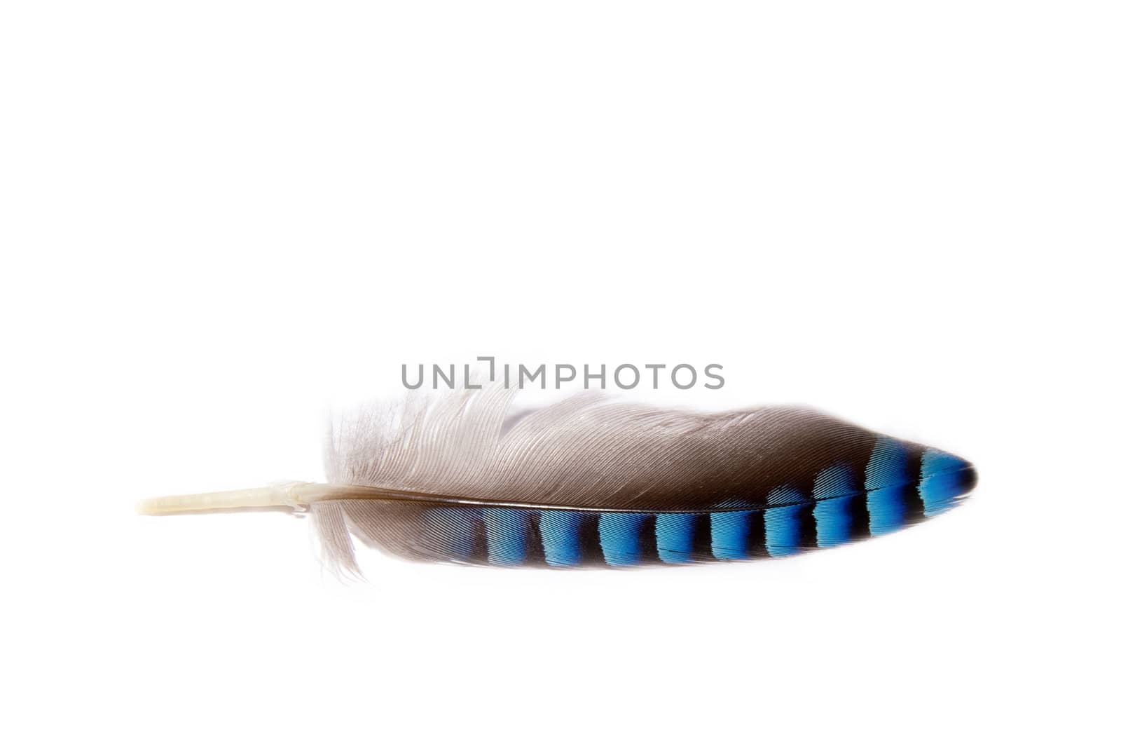 close up of one feathers grey and blue colored on a white background 
