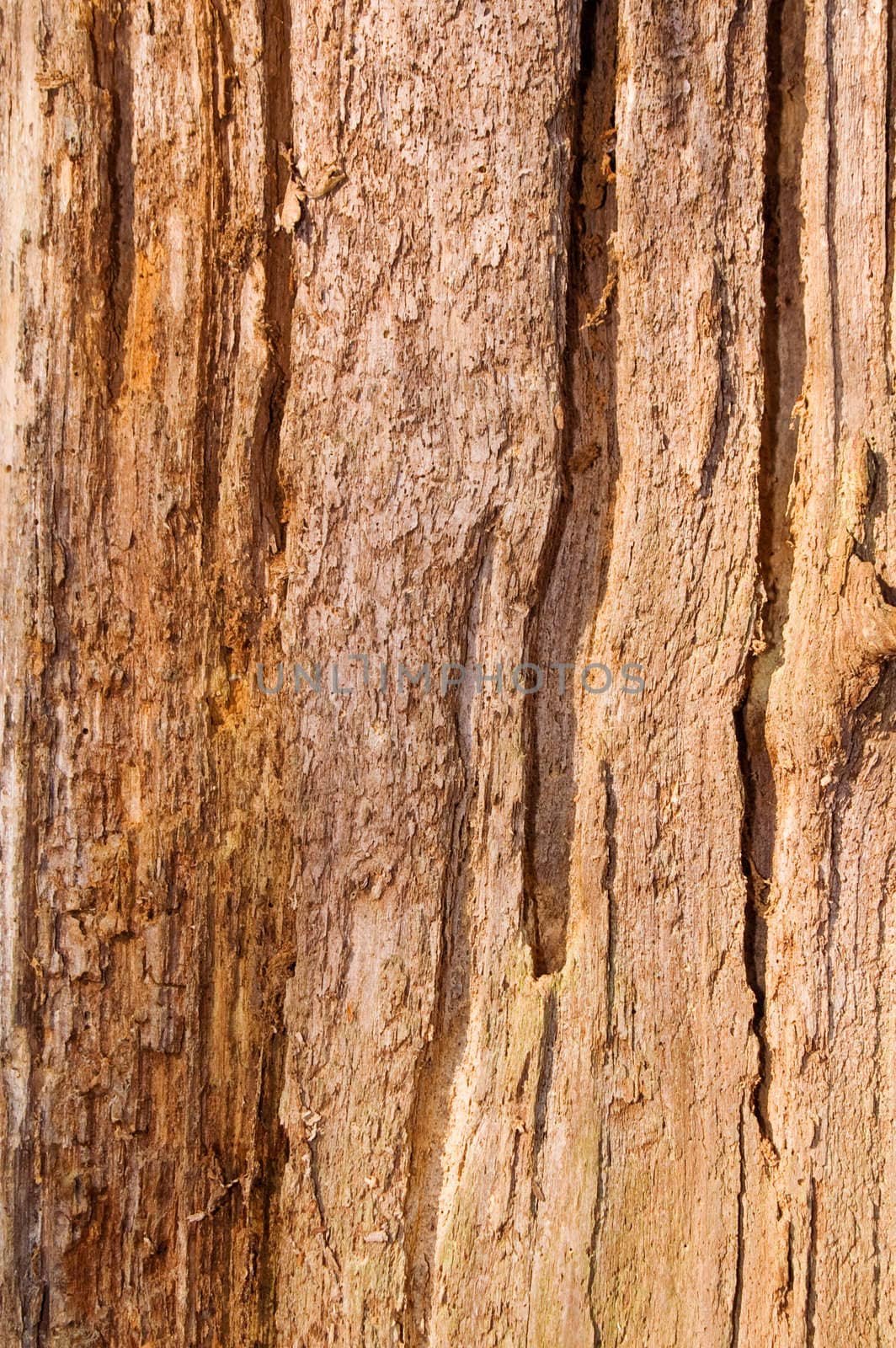 natural old bark by karinclaus