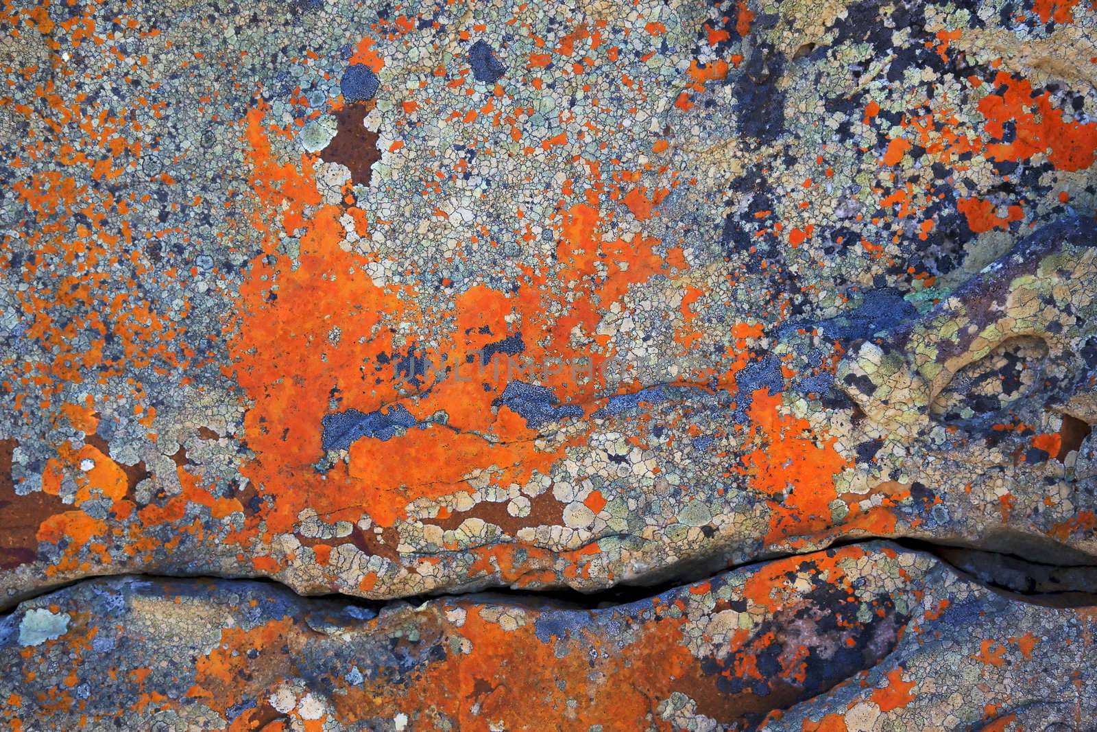 Abstract lichen patterns on a rock, Cape of Good Hope, Table Mountain National Park, South Africa.