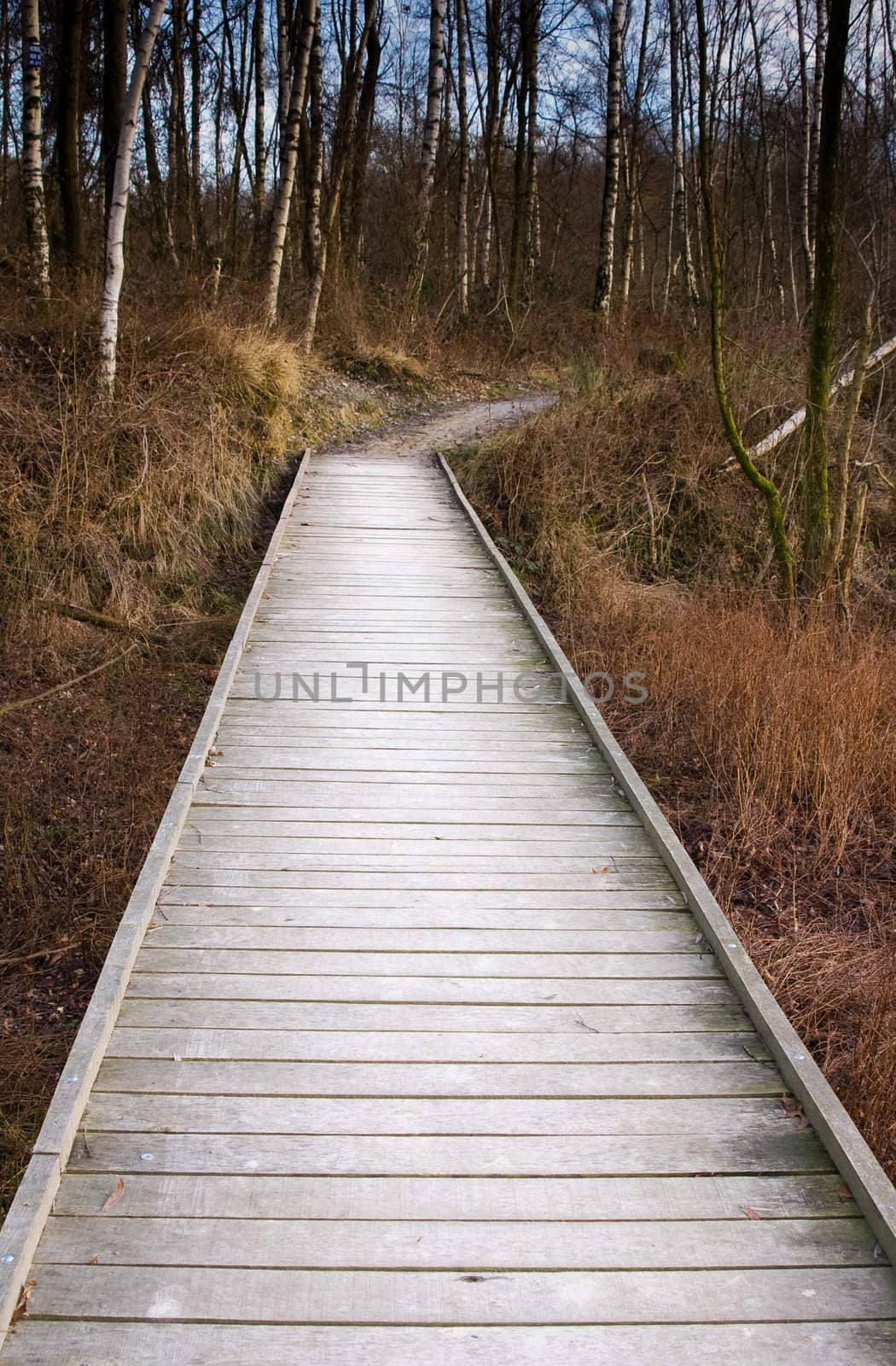 a wooden bridge in the middle of a forest 

