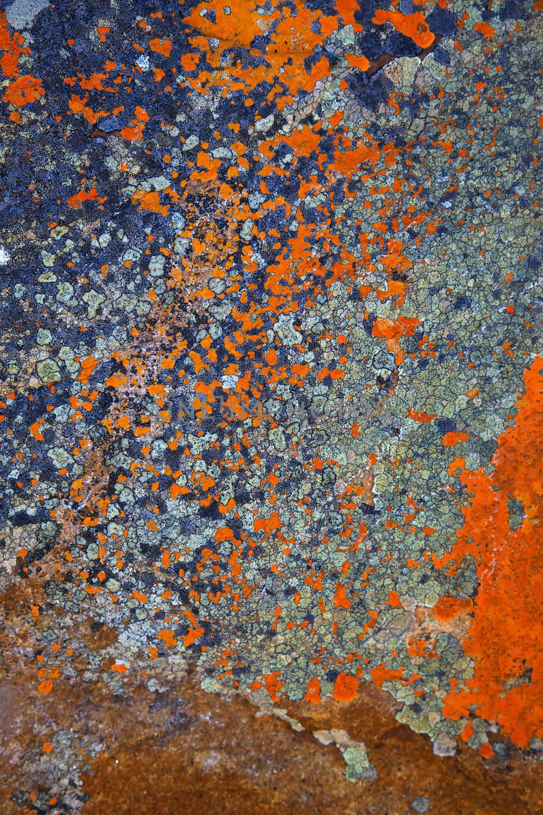 Abstract lichen patterns on a rock, Cape of Good Hope, Table Mountain National Park, South Africa.