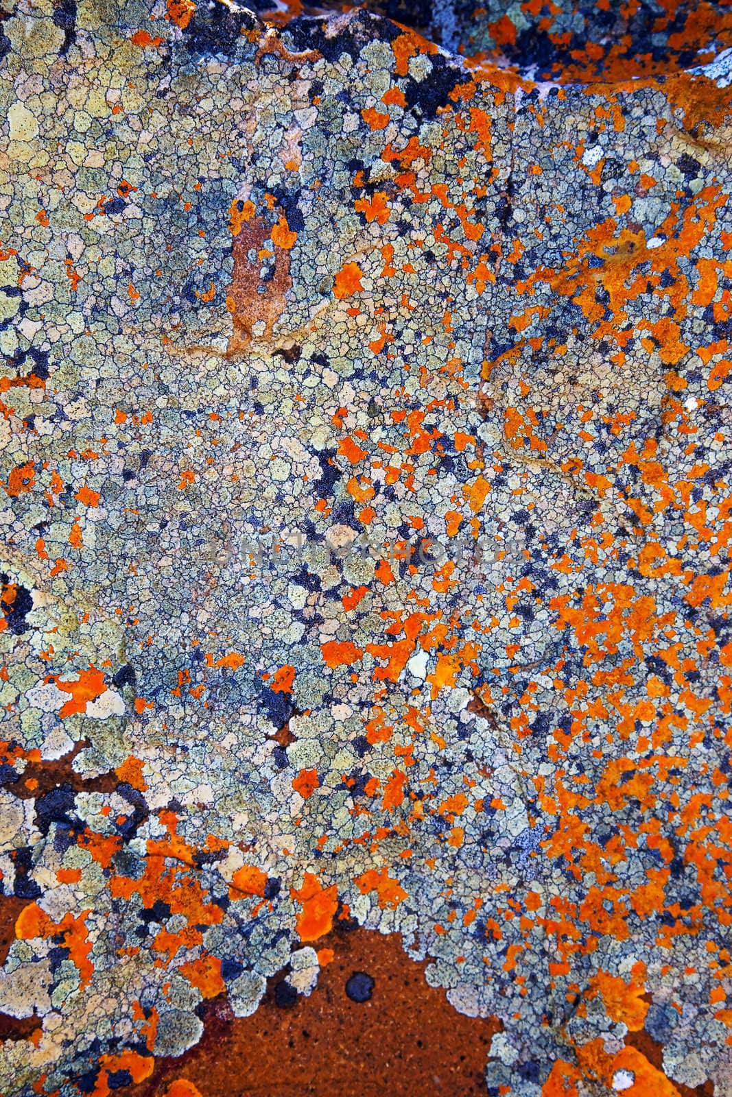 Abstract lichen patterns on a rock, Cape of Good Hope, Table Mountain National Park, South Africa.