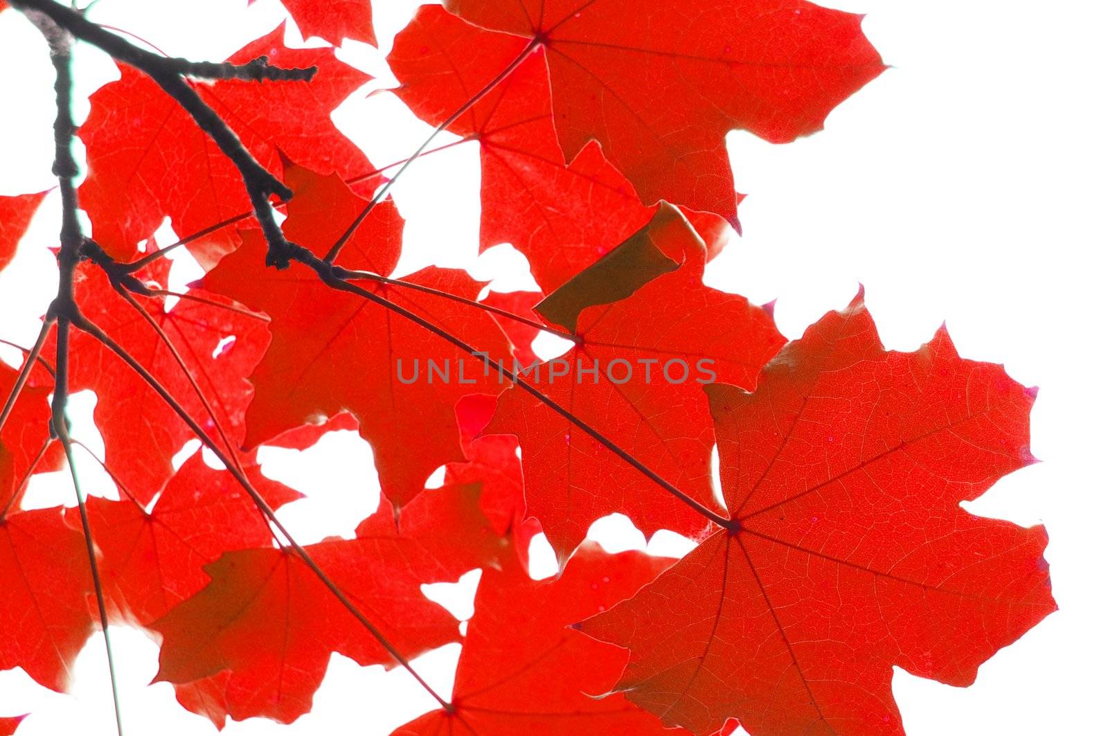 red fall leaves by gunnar3000