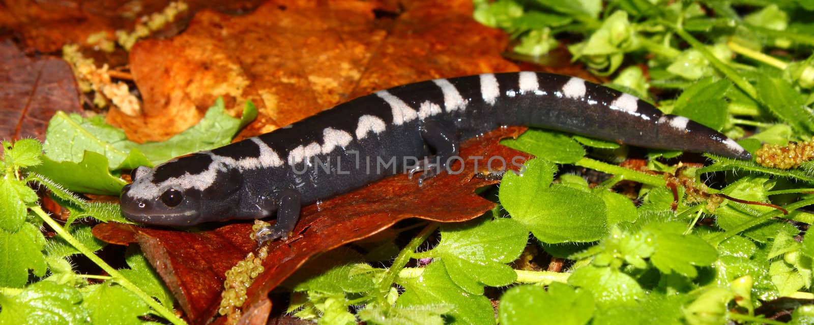A Marbled Salamander (Ambystoma opacum) at Monte Sano State Park in Alabama.