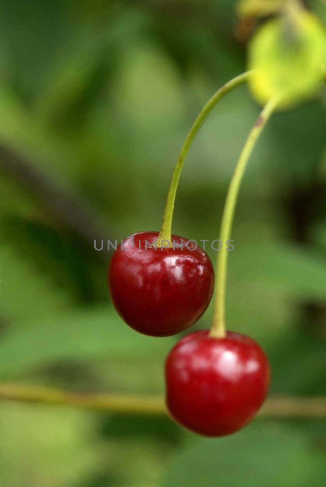 two cherries on the background of green garden