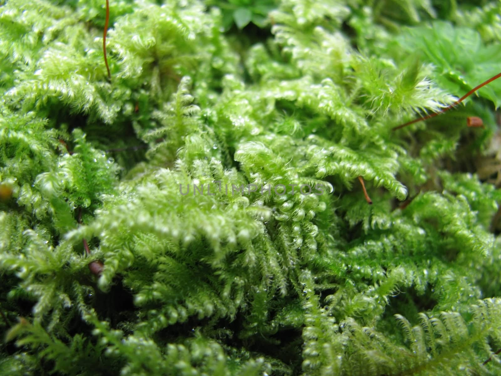 Moss; vegetation; the green; the bright; a plant; flora; makro; a grass; a background; a structure; the nature