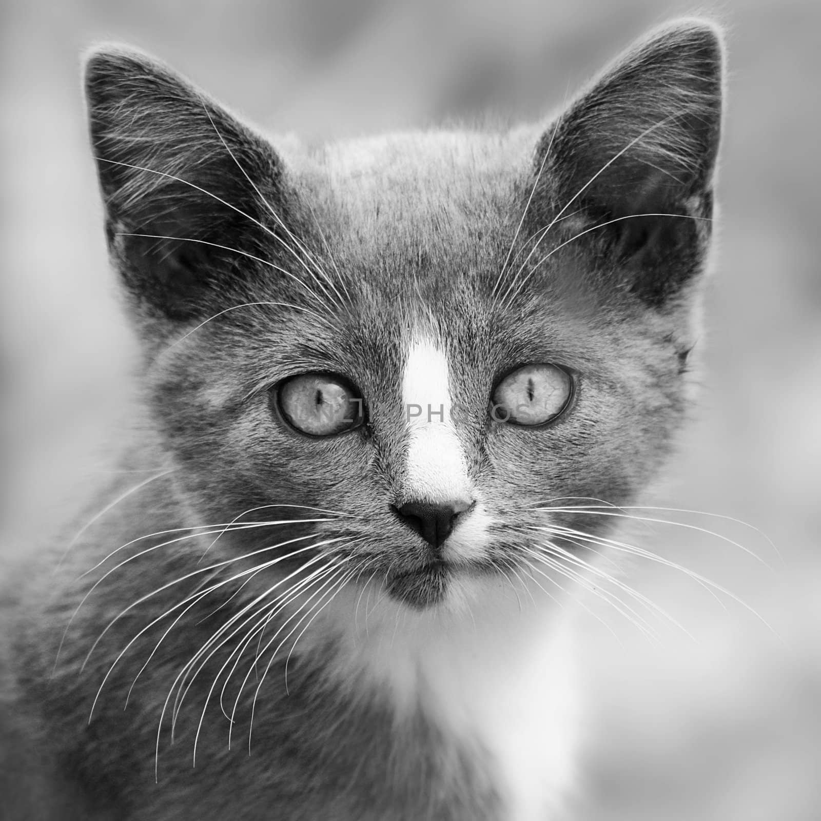 A black and white image of a kitten.