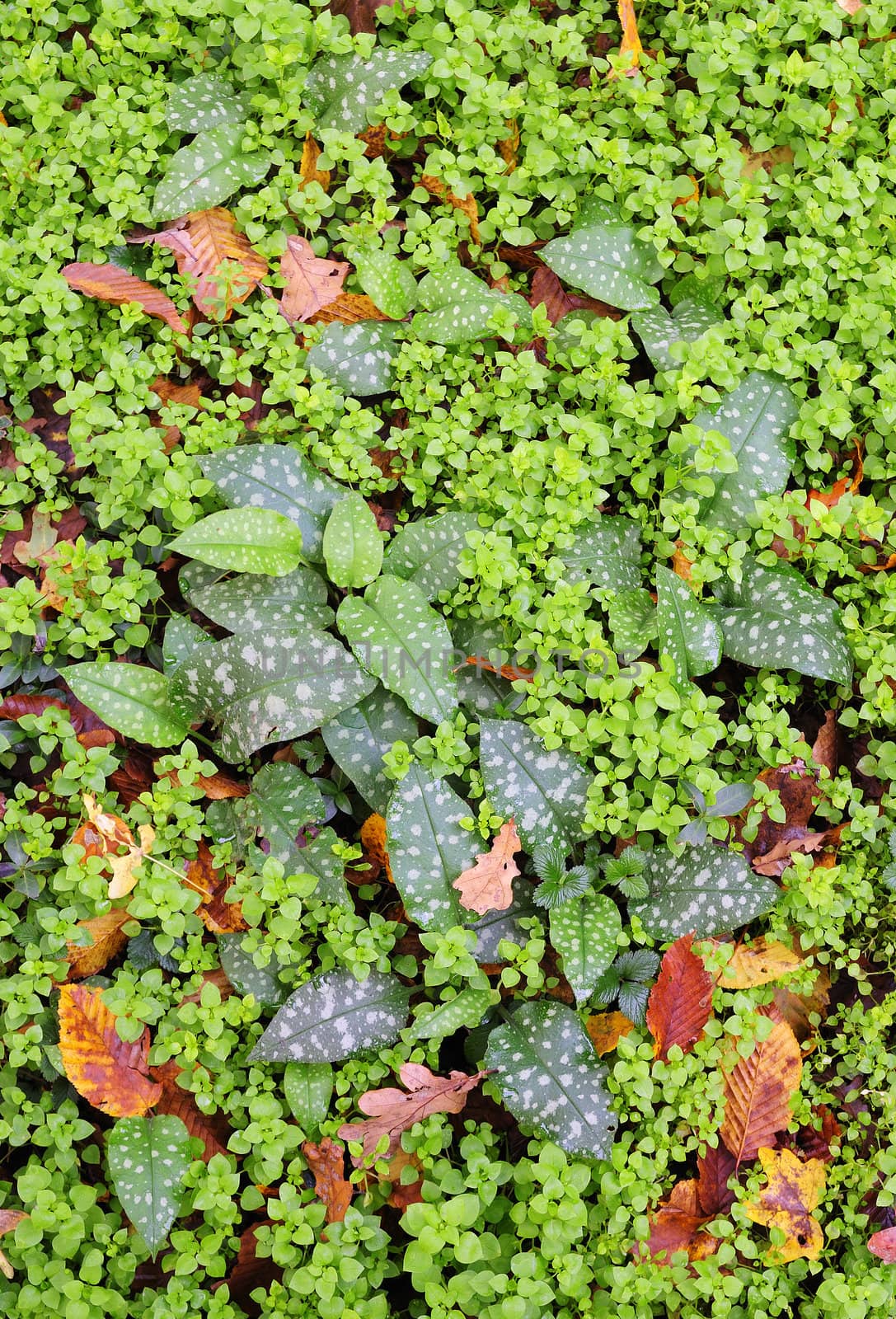 Natural undergrowth of a European plain wood