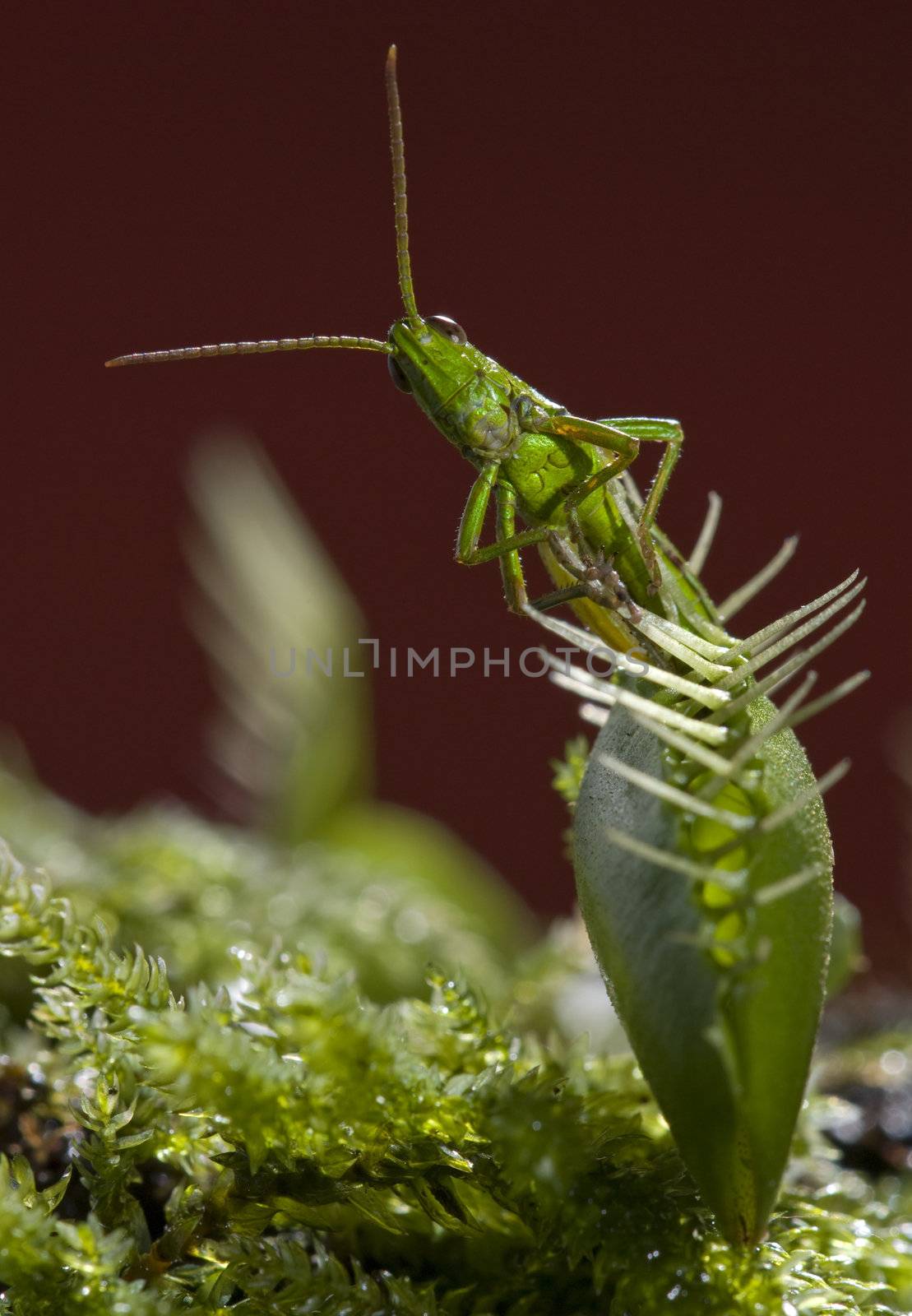 grasshopper caught by insectivorous Venus fly trap