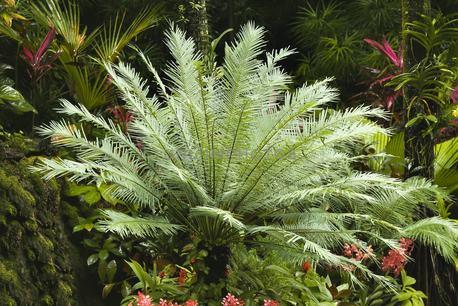 Cicas palm in an ornamental garden