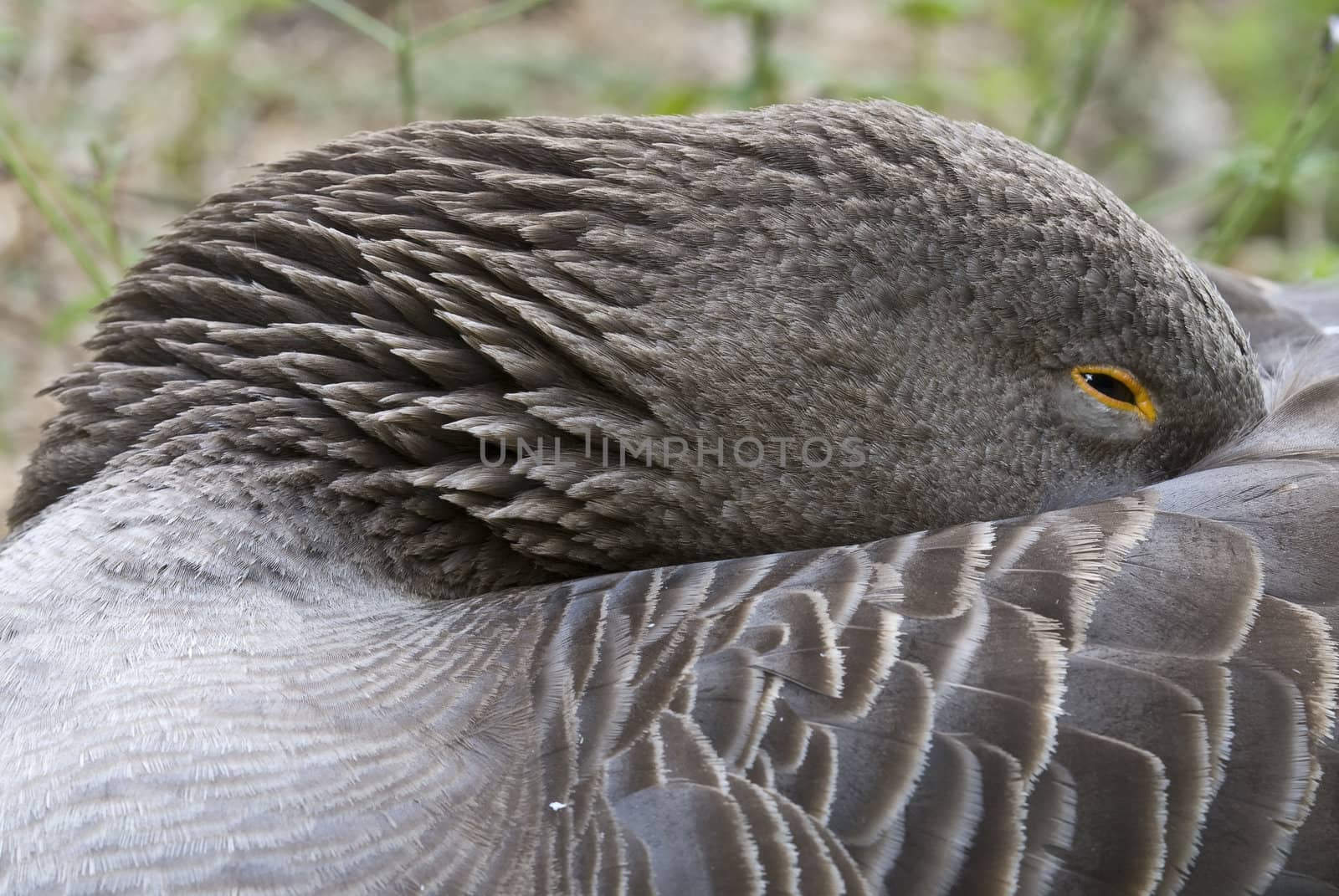 A European goose sleeping with the beak on the back