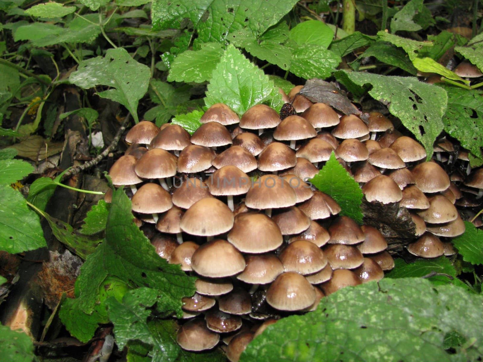 Mushrooms, wood, hats, leaves, foliage, poison, dew, a background, a kind, the nature, flora, vegetation, a plant, inedible