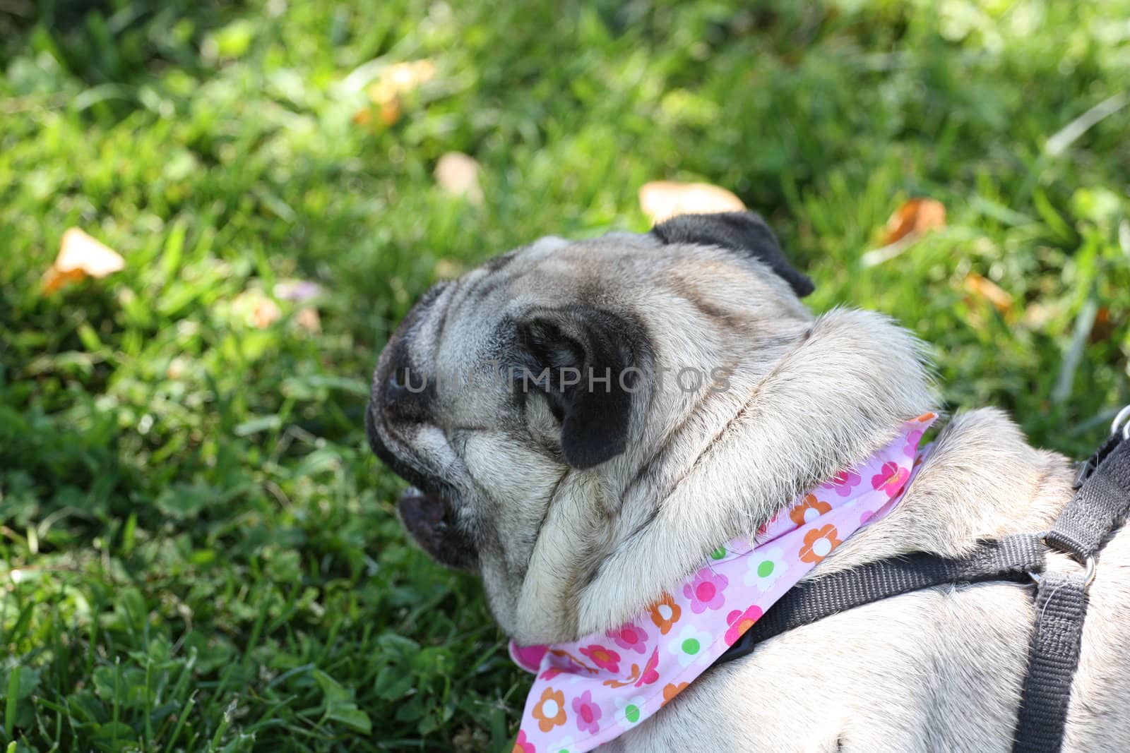 Pug outside in a park. 