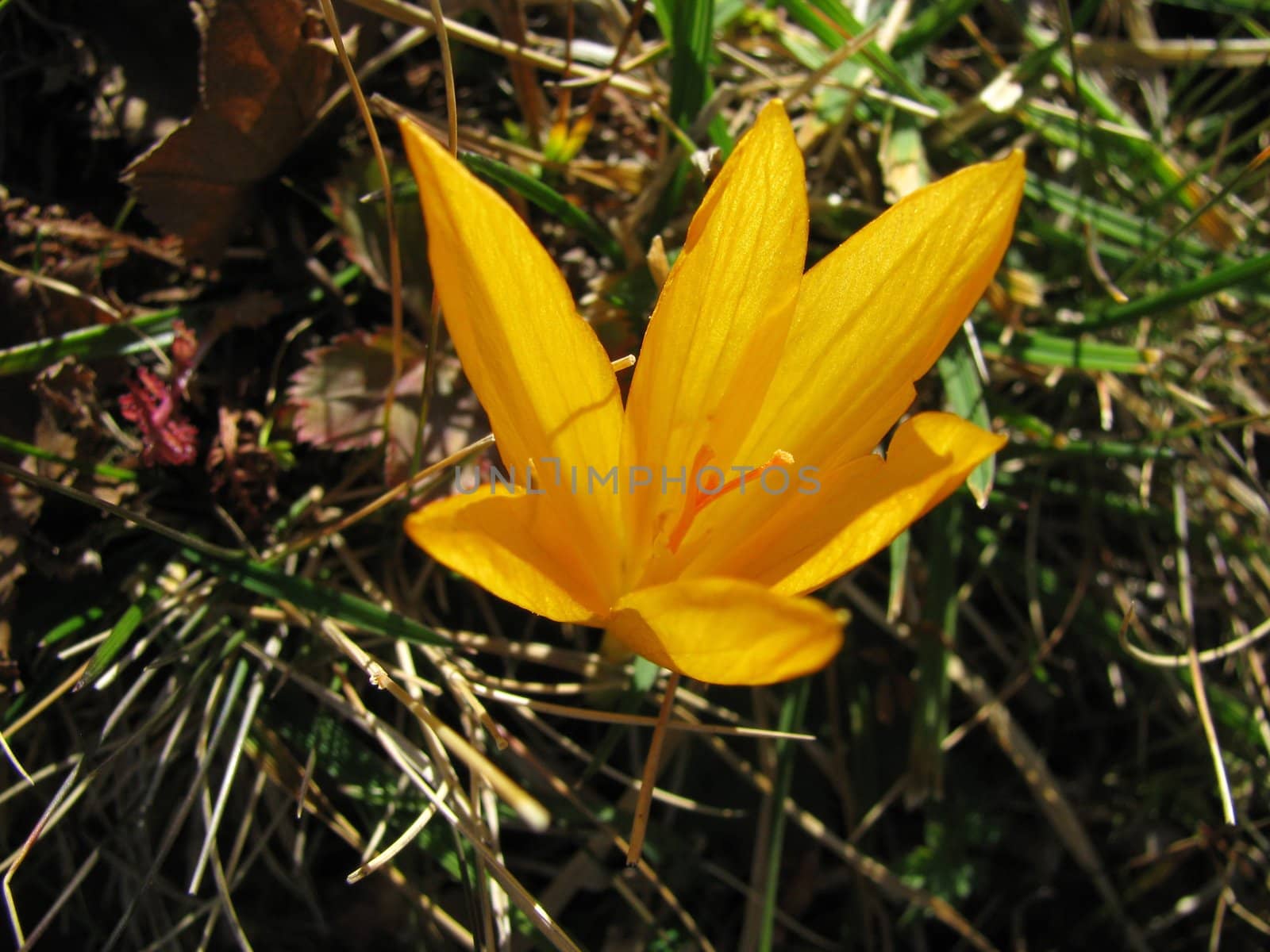 Flower, yellow, reserve, caucasus, a grass, a bud, vegetation, flora, a background, the nature, a kind, leaves, colour, a structure, beauty, bright