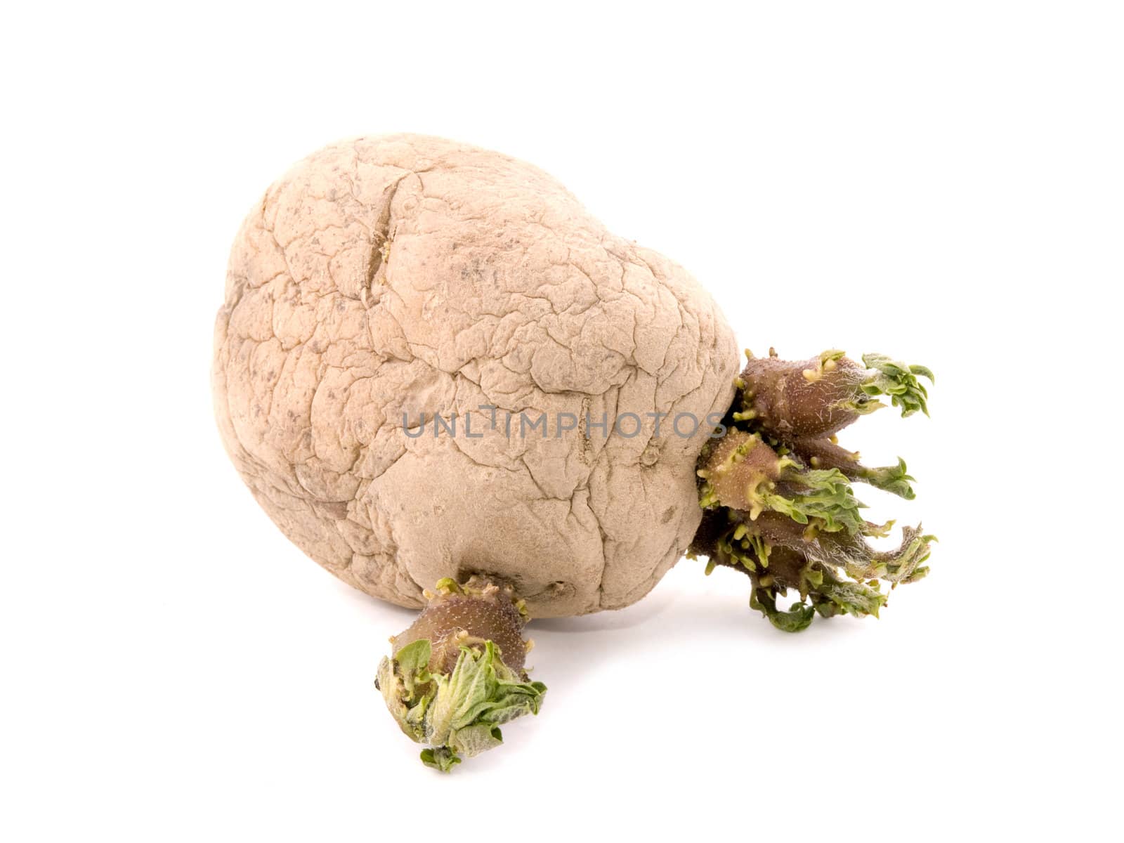 Sprouting potato on white background