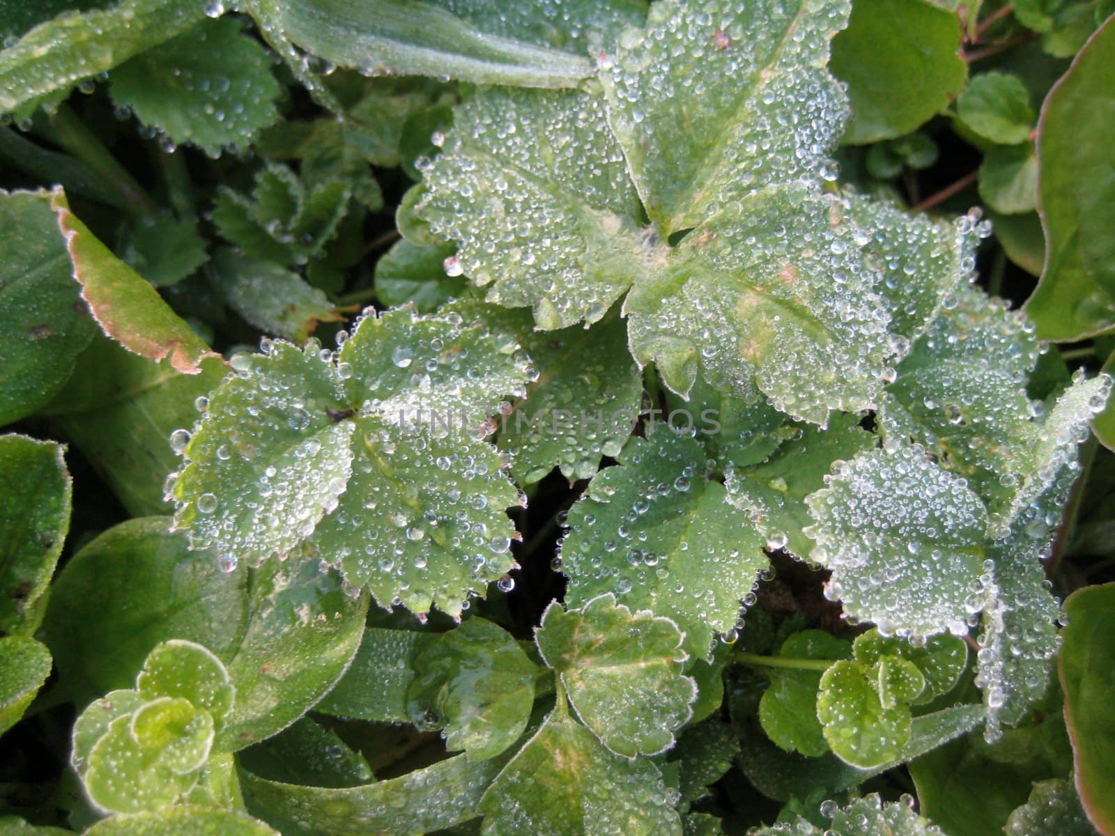 Dew, morning, greens, background, structure, water, drop, moisture, water, leaves, plant, flora, vegetation, the nature, flowers, green, colour, bright, macroshooting, a grass