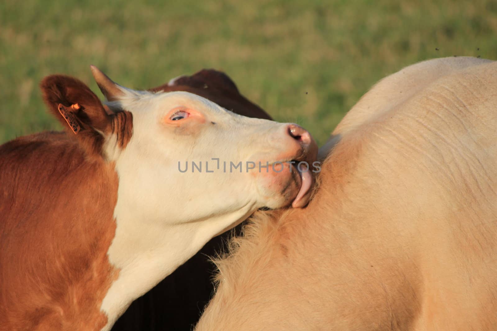 two cows