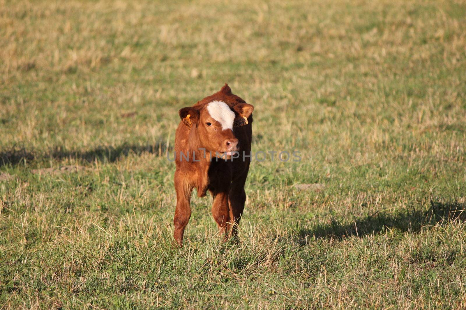 calf brown