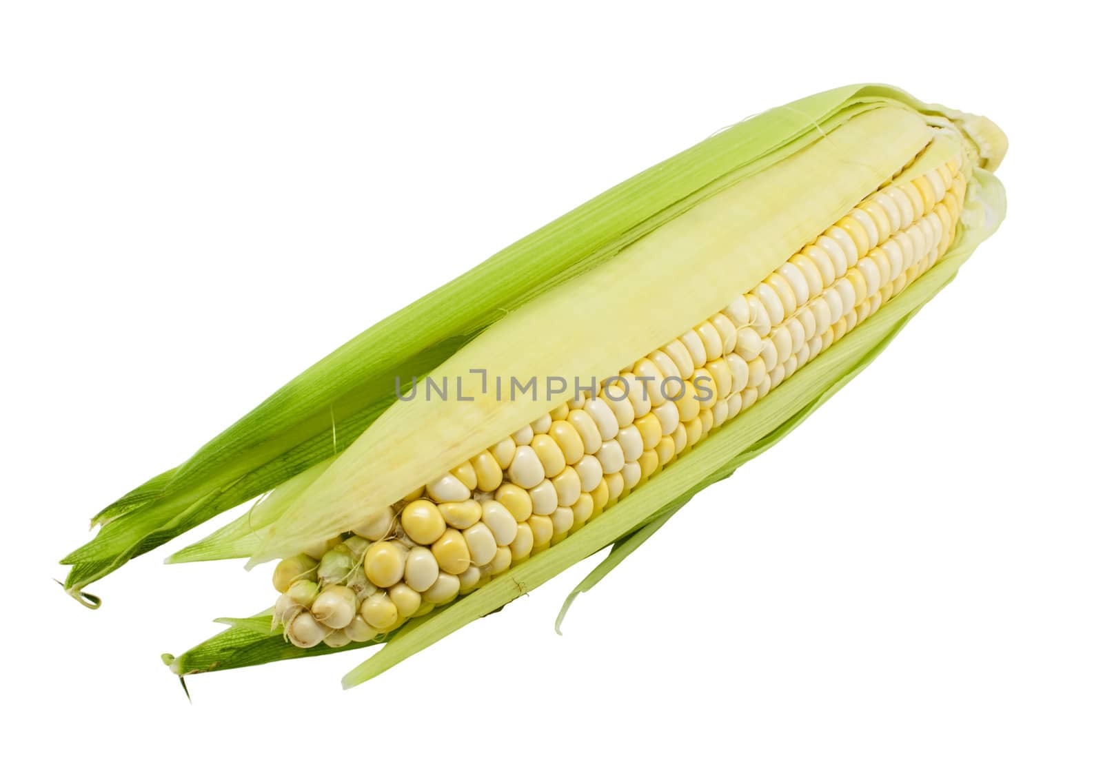 Fresh corn by magraphics