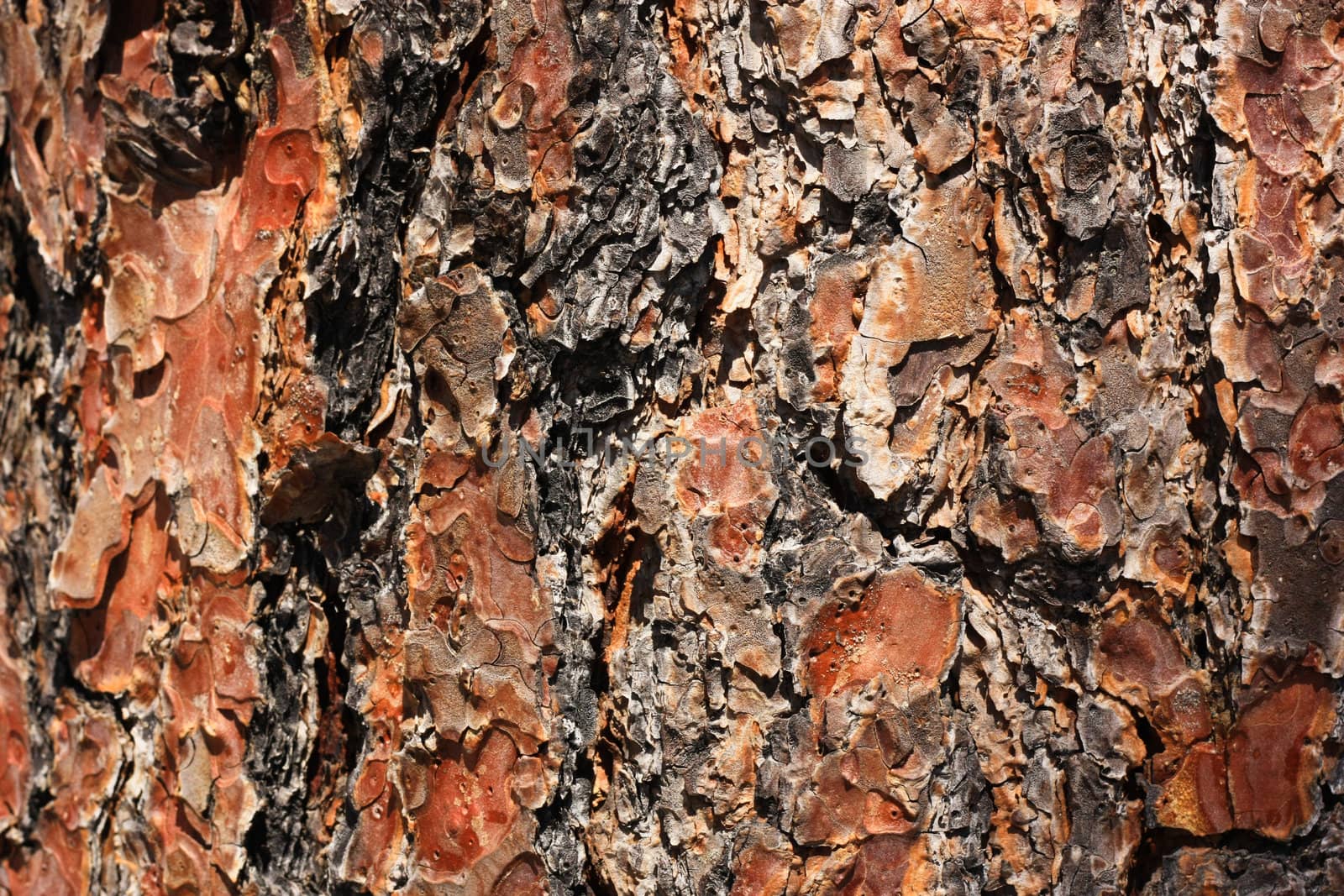 Bark of a tree of an oak, an abstract, background, texture
