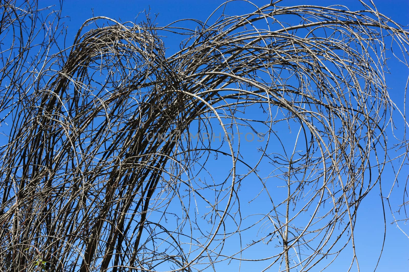 entangled bushes in azure sky, background, plants
