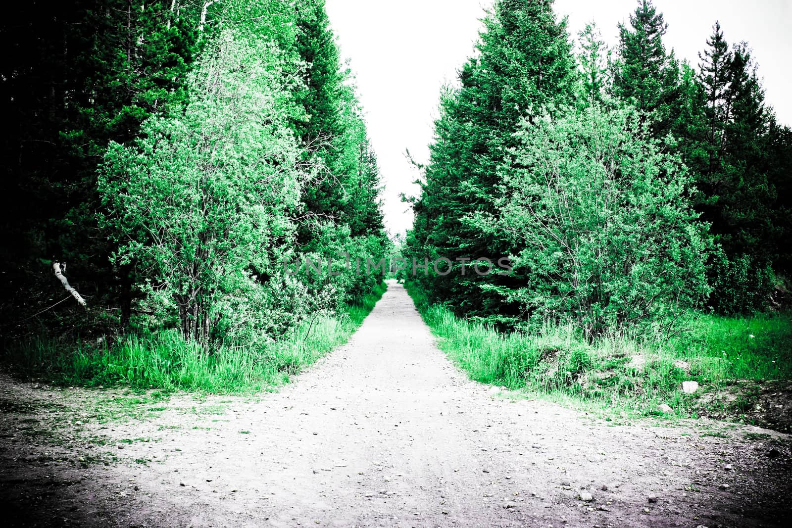 creative photo of forest road in summer time
