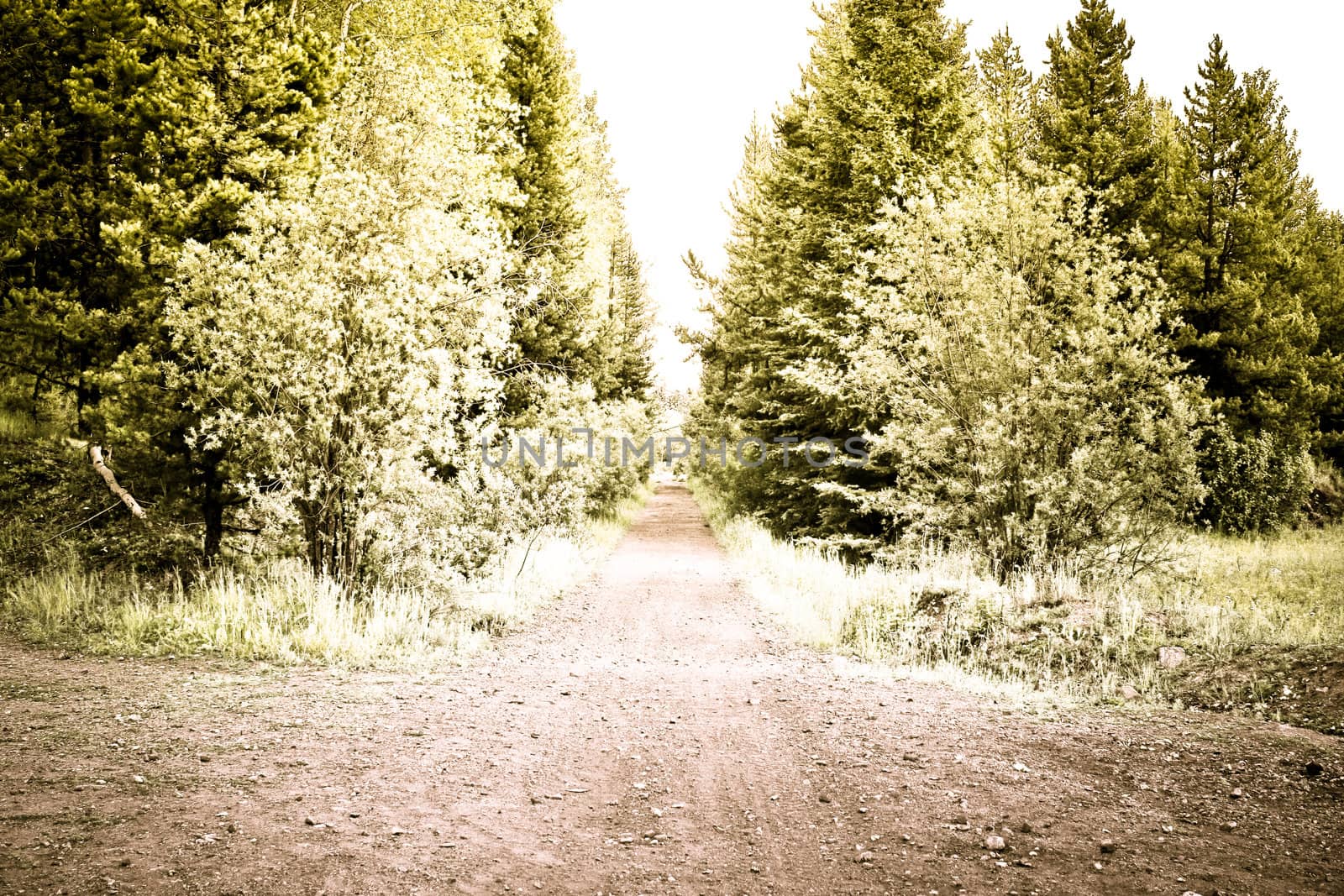 creative photo of forest road in summer time
 y