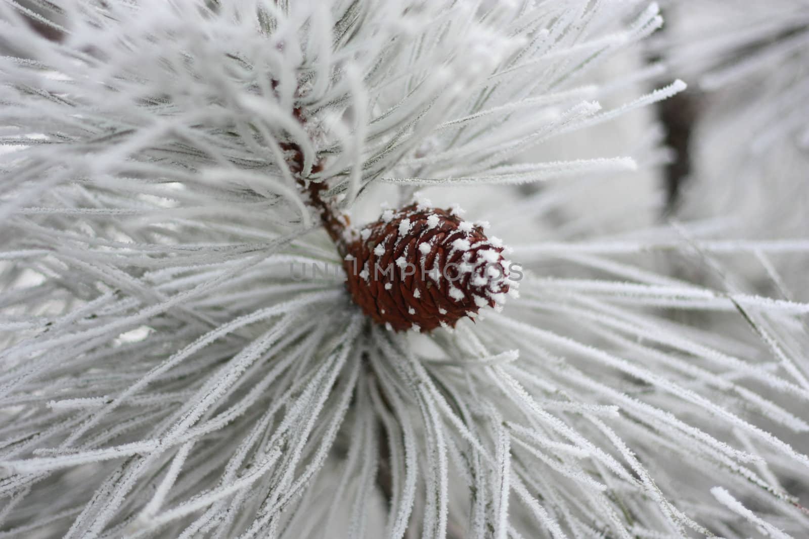photo of frosted pine in the winter time