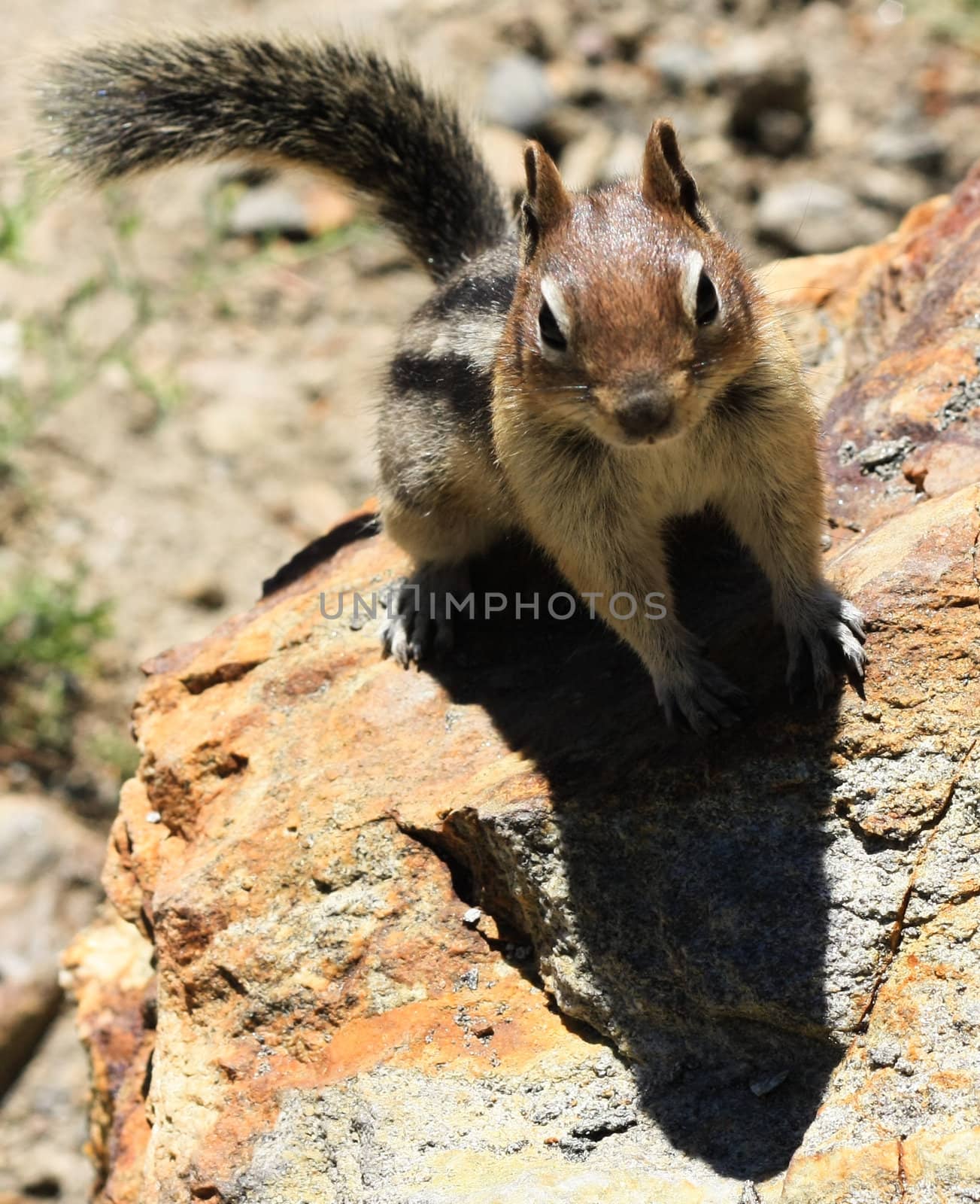 A closeup of a curious squirrel on the rock

