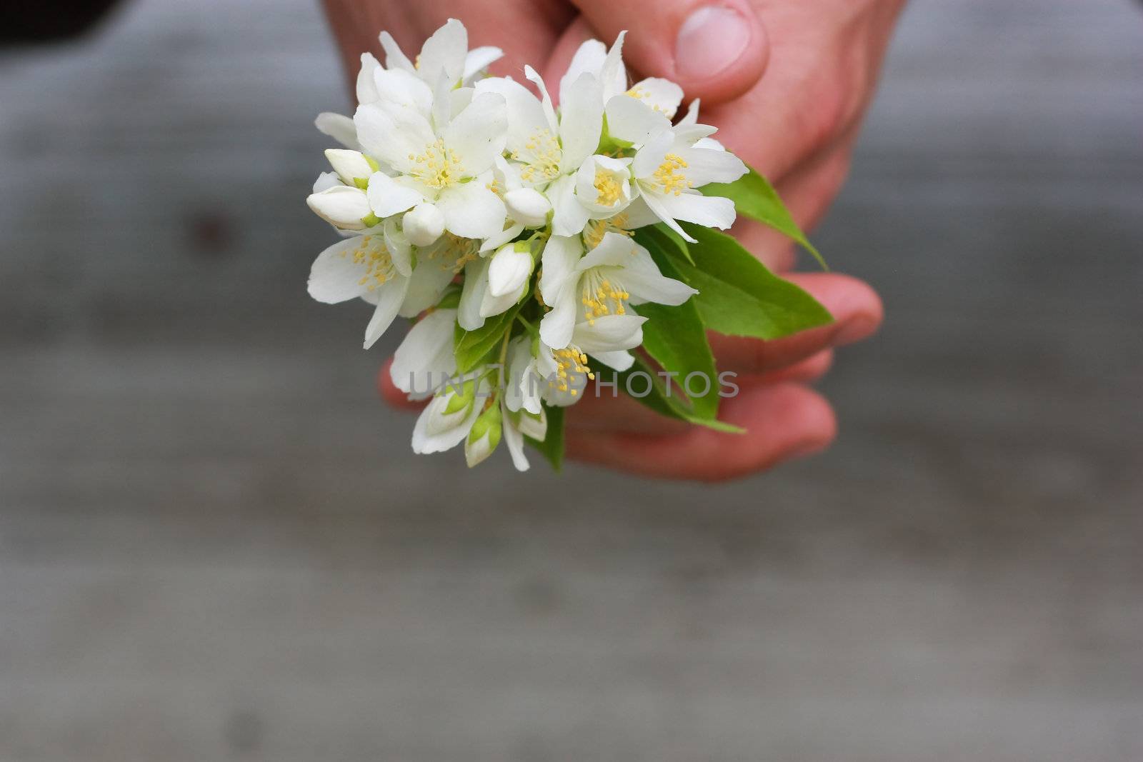 Bouquet of white flowers in man hands
