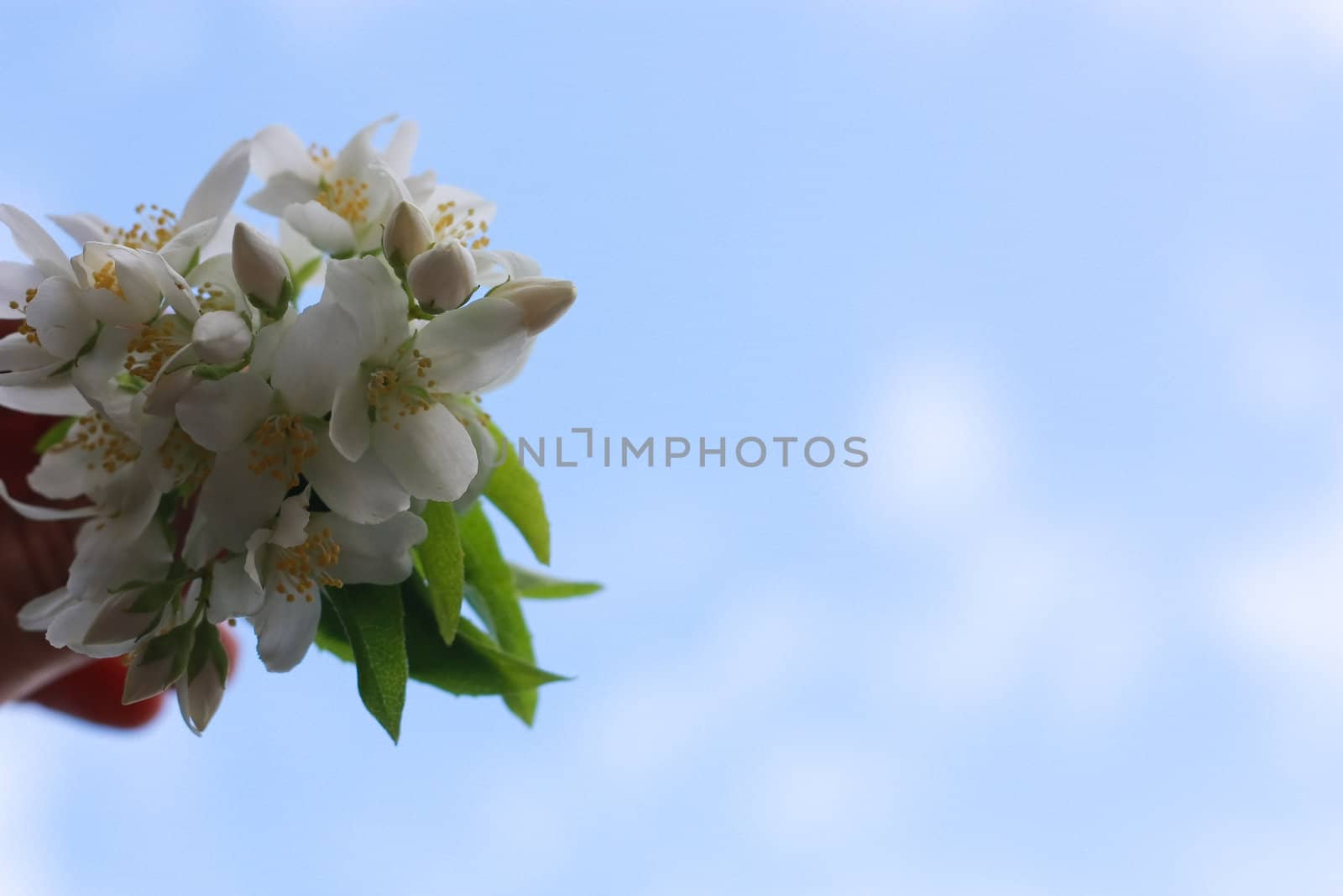 Bouquet of white flowers in azure sky
