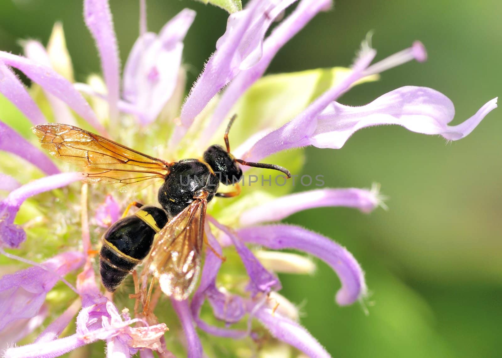 A wasp perched on a purple flower.