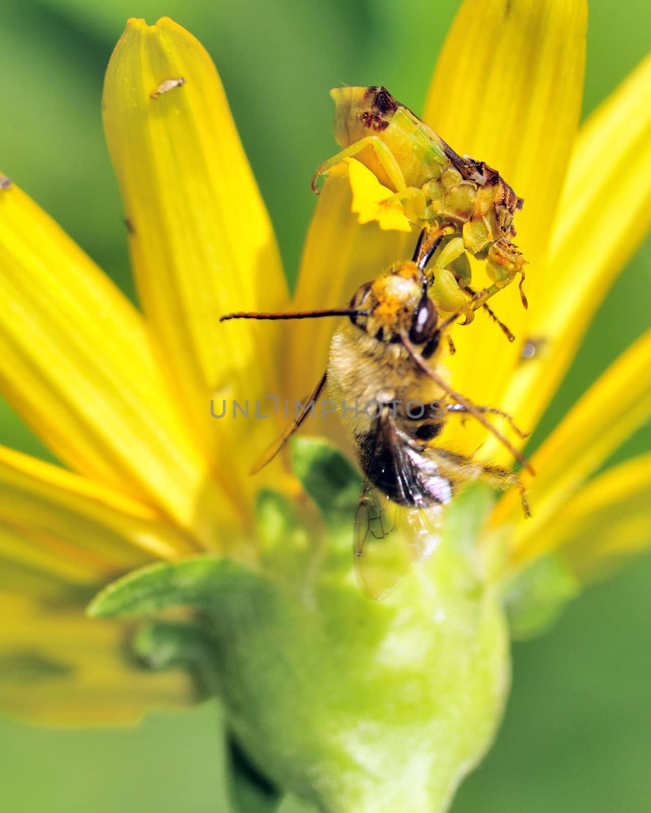 An Ambush Bug perched on a flower eating a bee.