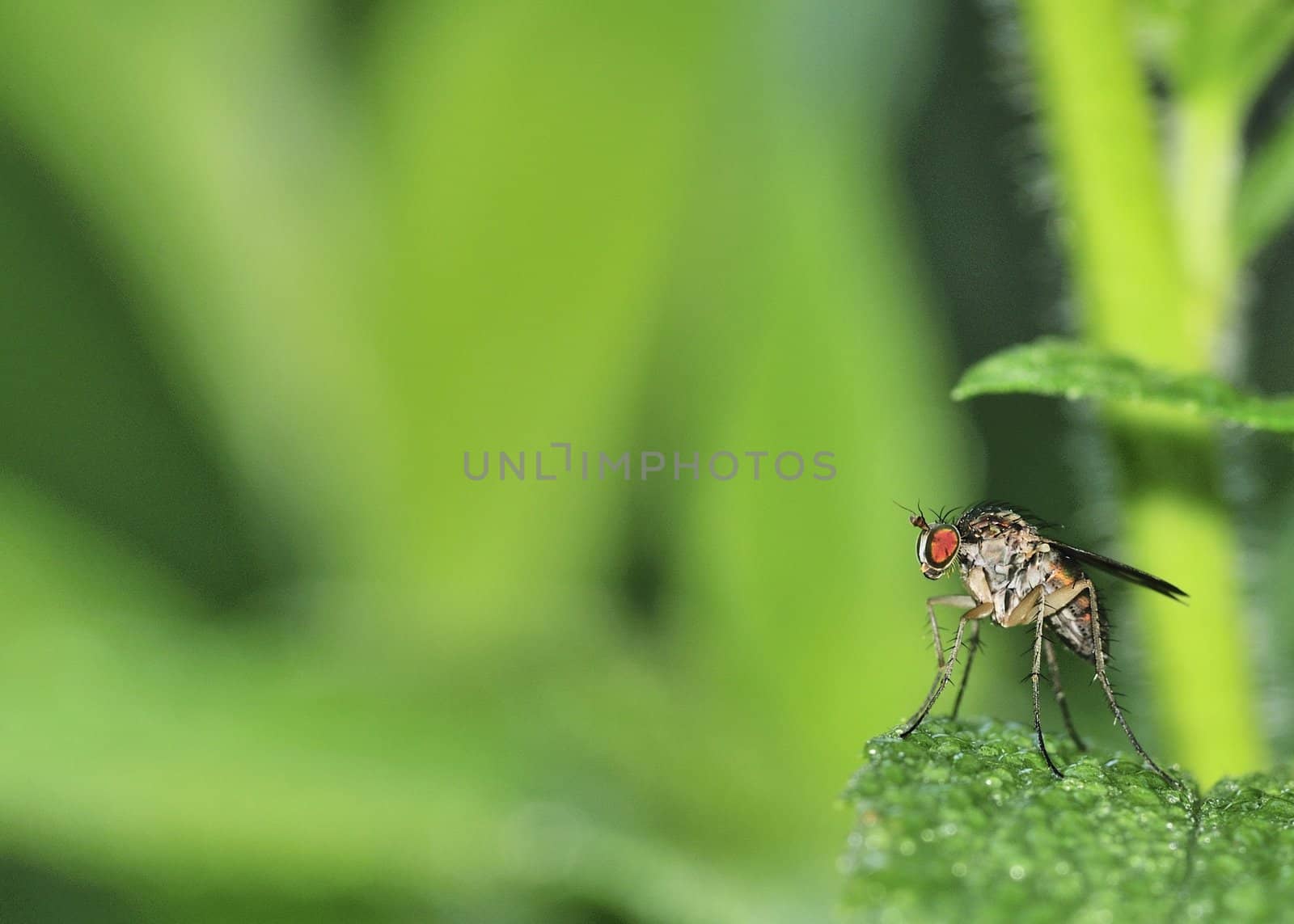 A tachinid fly perched on a green leaf.