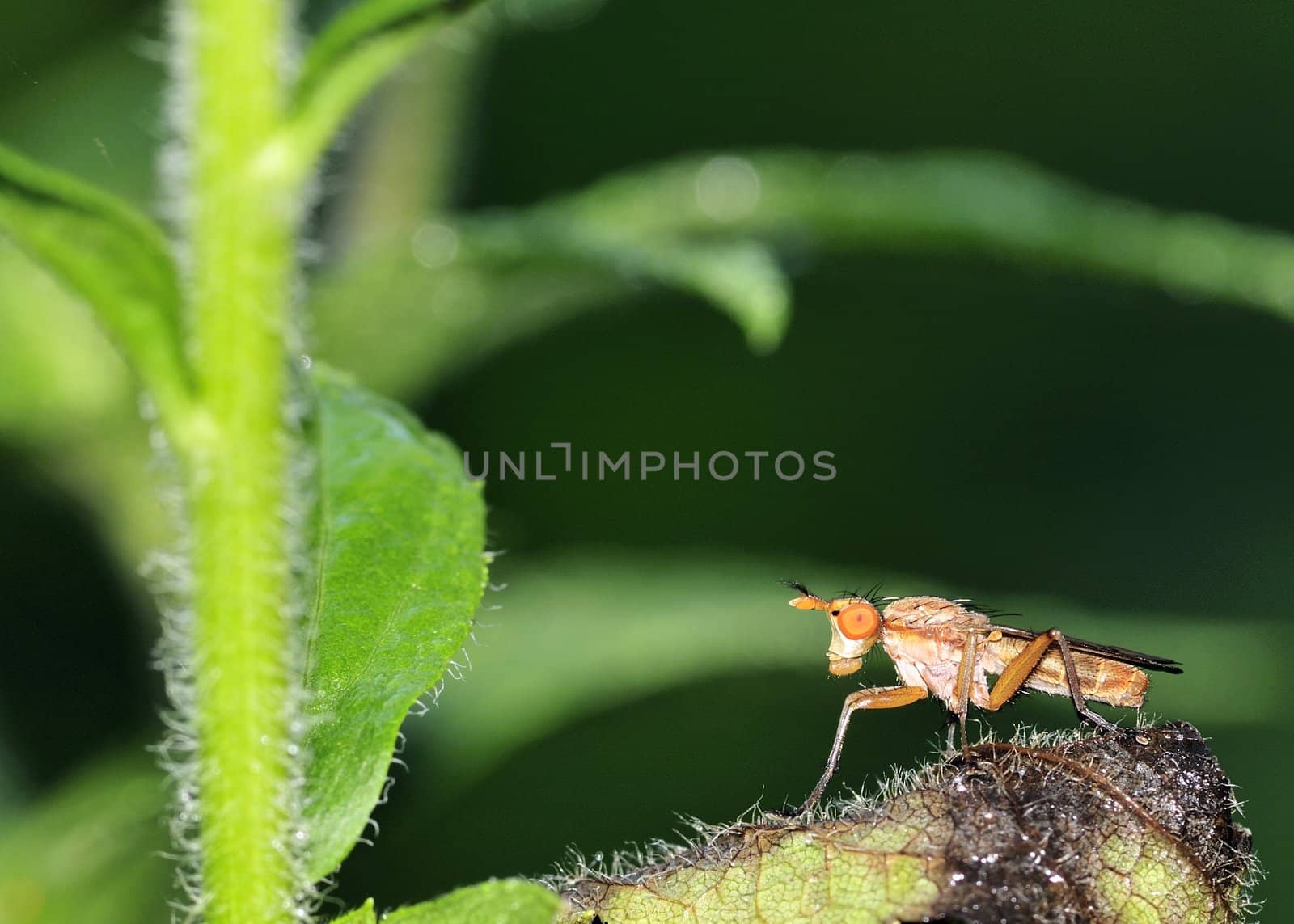 Marsh Fly perched on a plant leaf in a swamp.