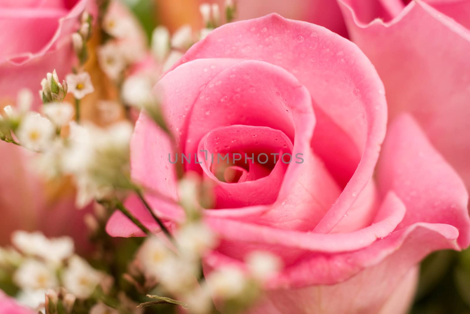 Closeup view of a pink colored rose, surrounded by small white flowers