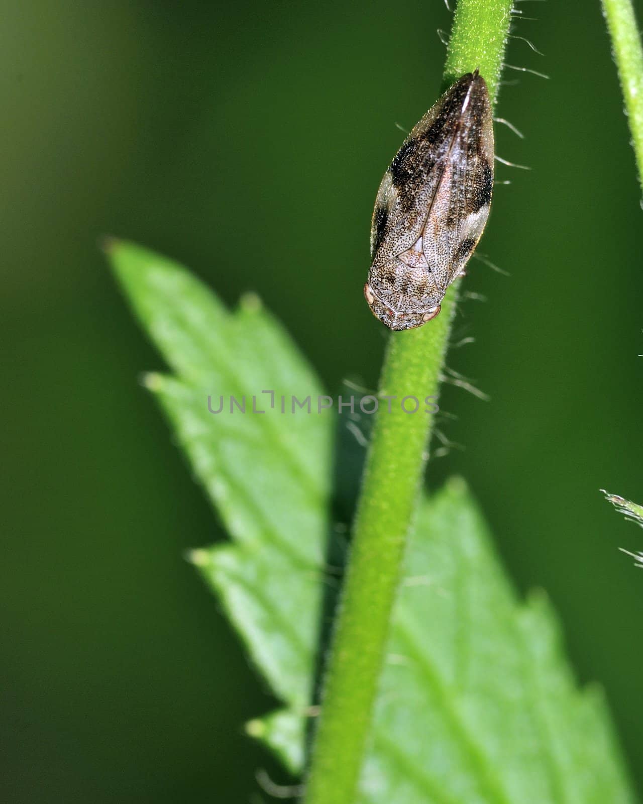 Leafhopper perched on a plant stem.