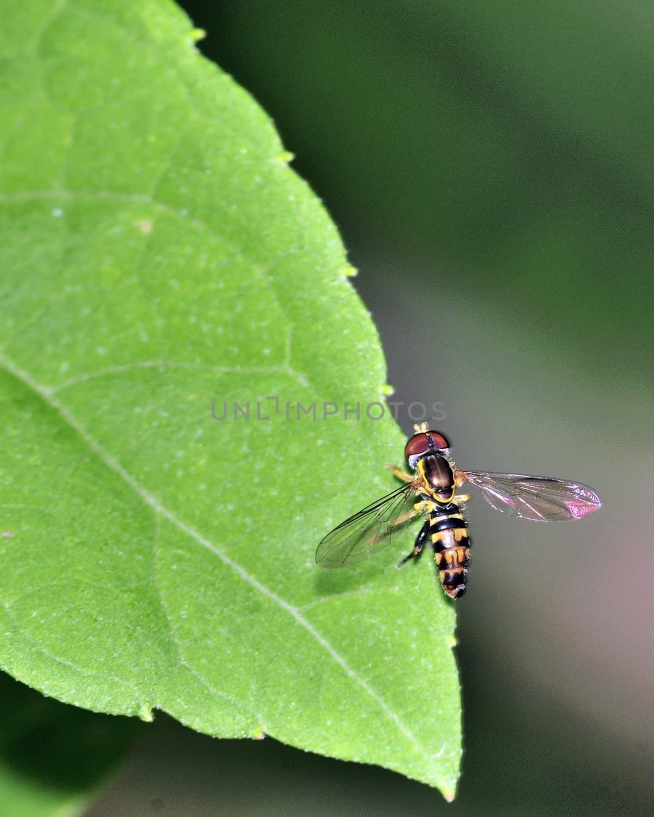 Hoverfly by brm1949