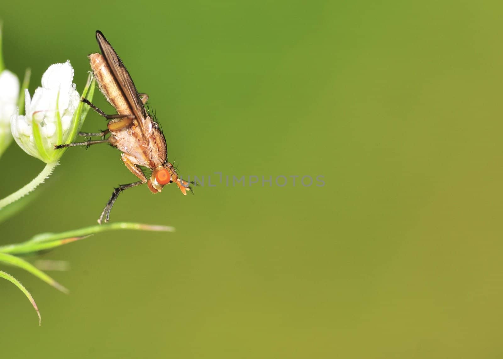 A Marsh Fly perched on a flower.