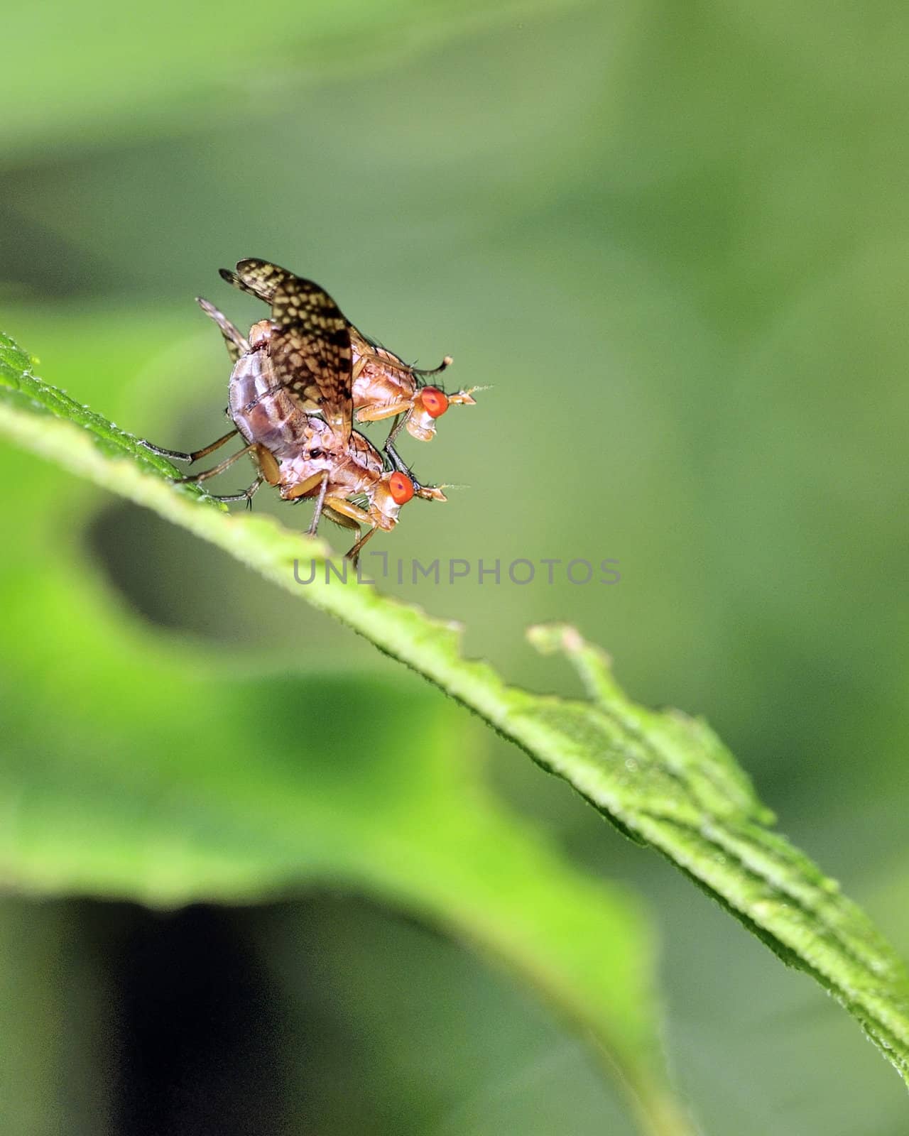 A par of Marsh Flies perched on a plant mating.