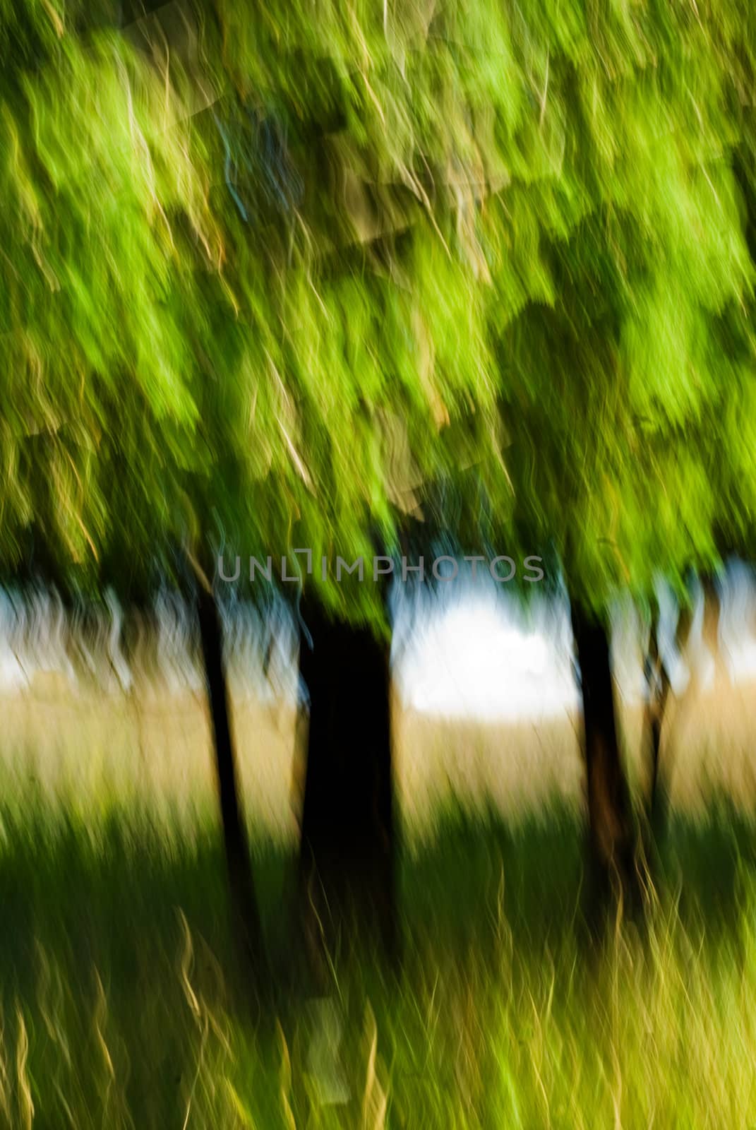 Abstract Tree 1 by chimmi