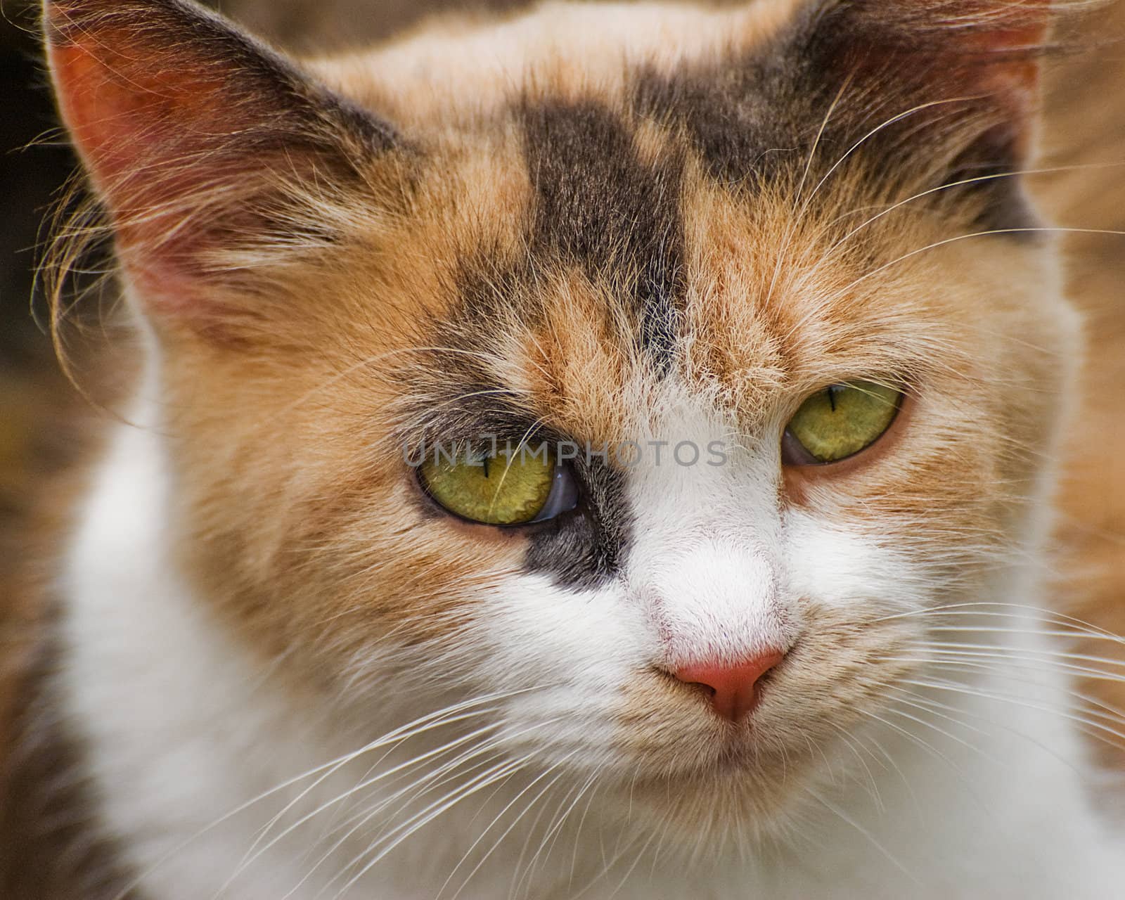 A close up image of a cat.