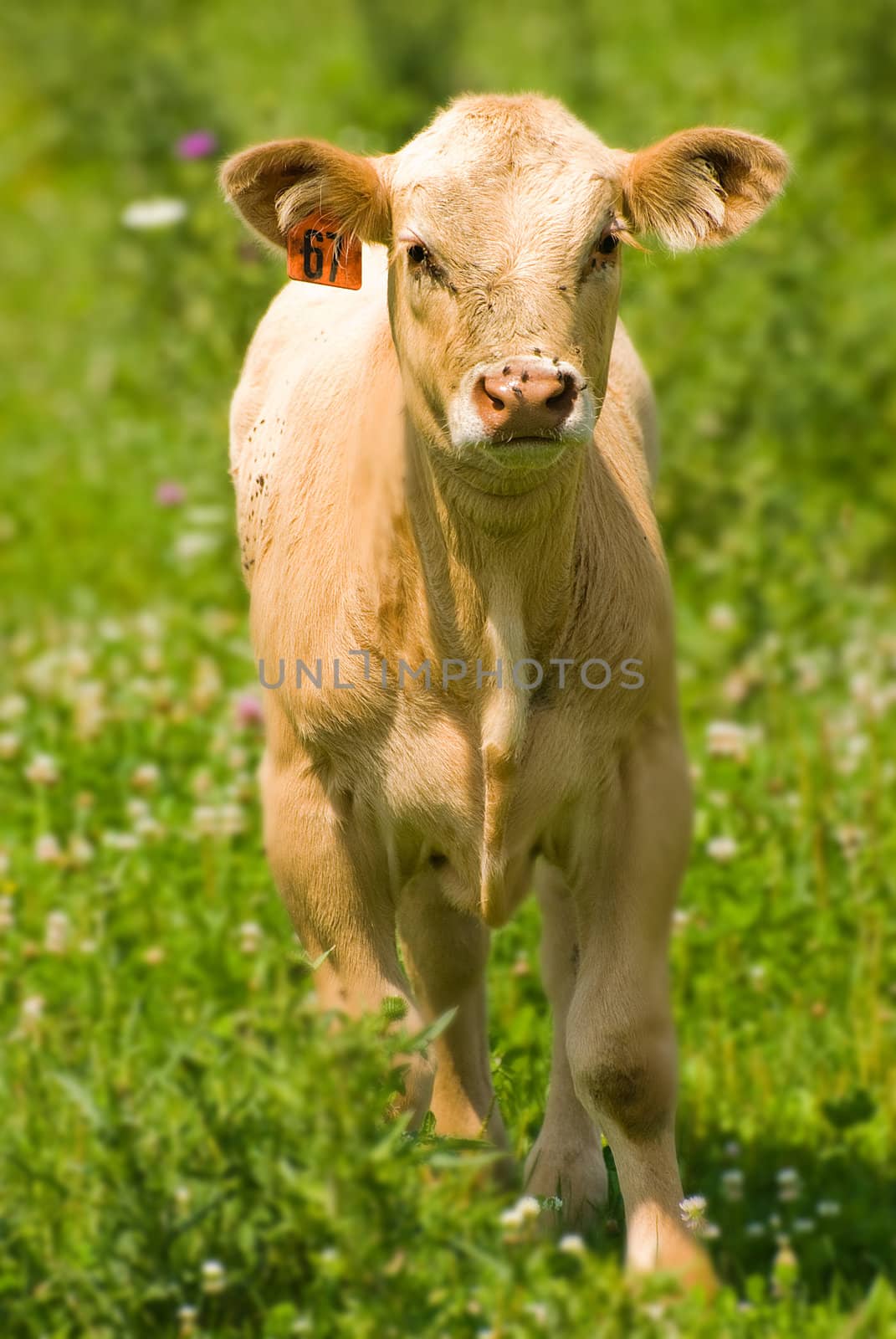 An image of a cow in a field.