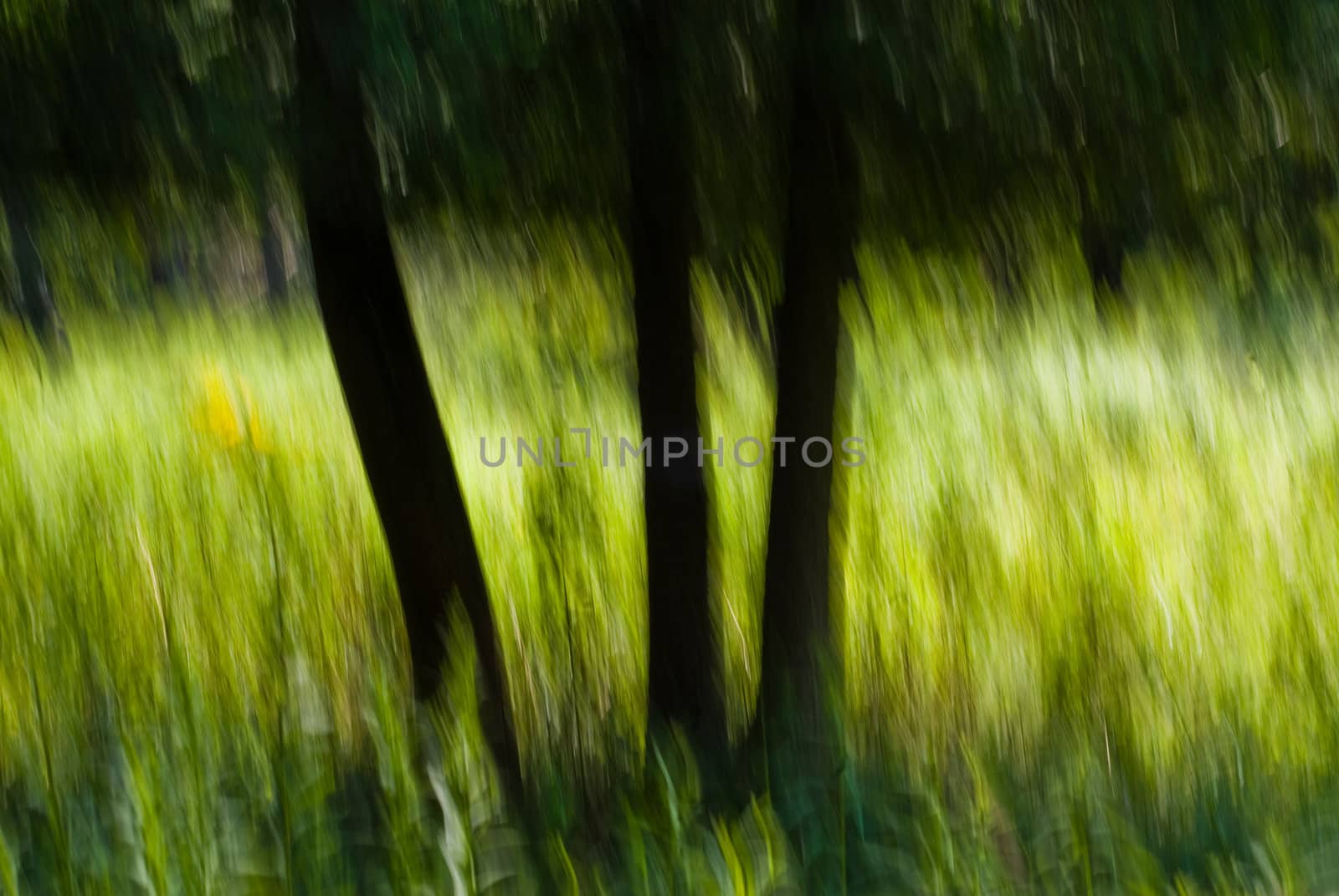 Abstract image of trees.