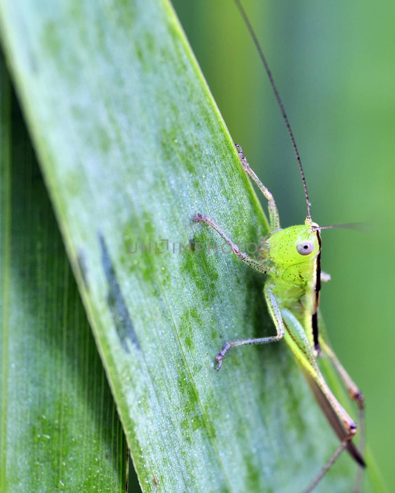 A katydid nymph perched on a green leaf.