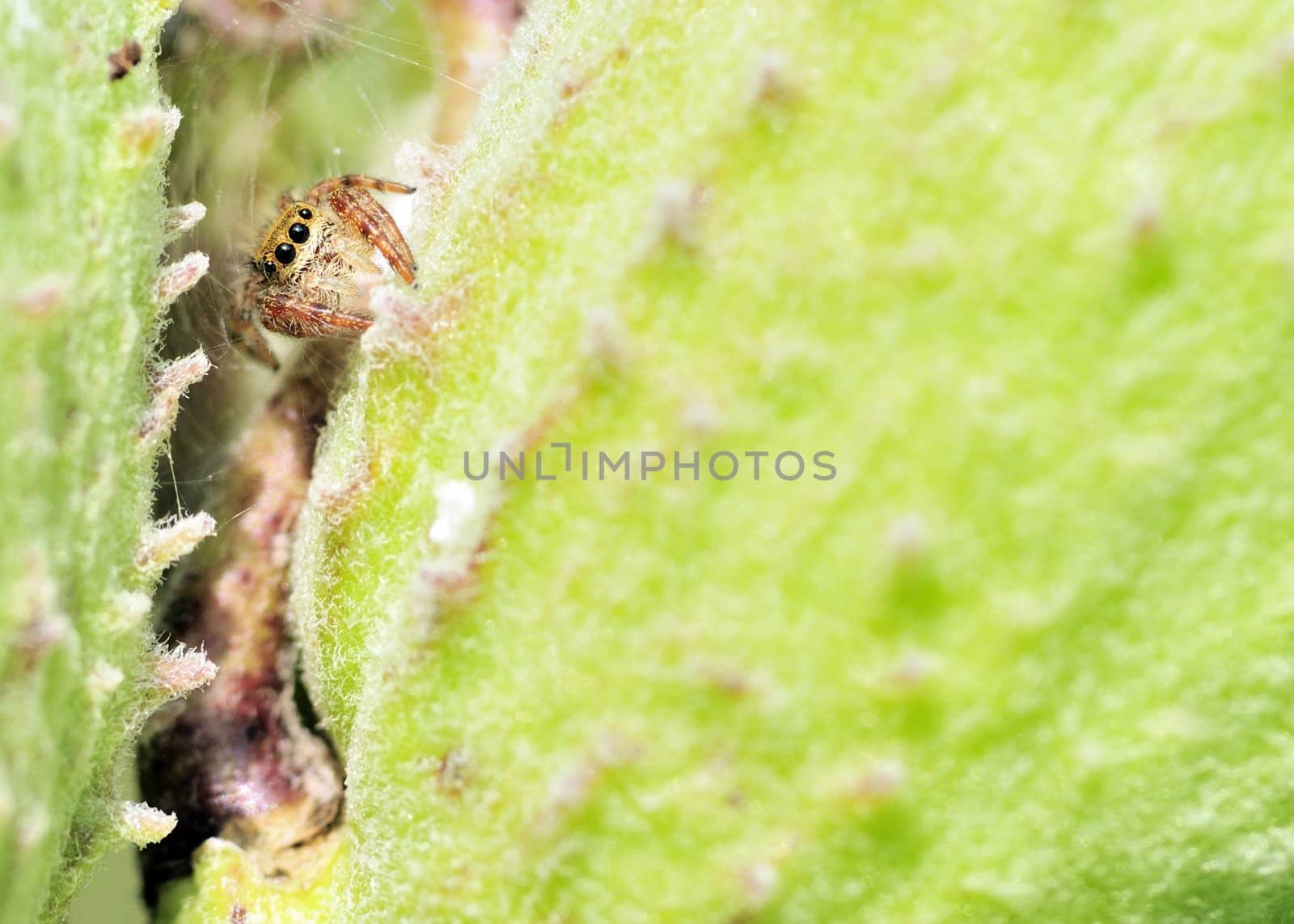 A jumping spider in between two milkweed pods waiting on prey.