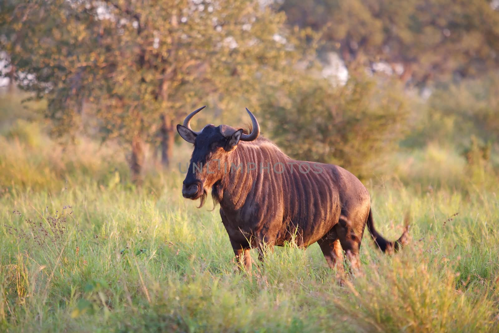 A blue wildebeest (Connochaetes taurinus) in the Kruger National Park, South Africa.
